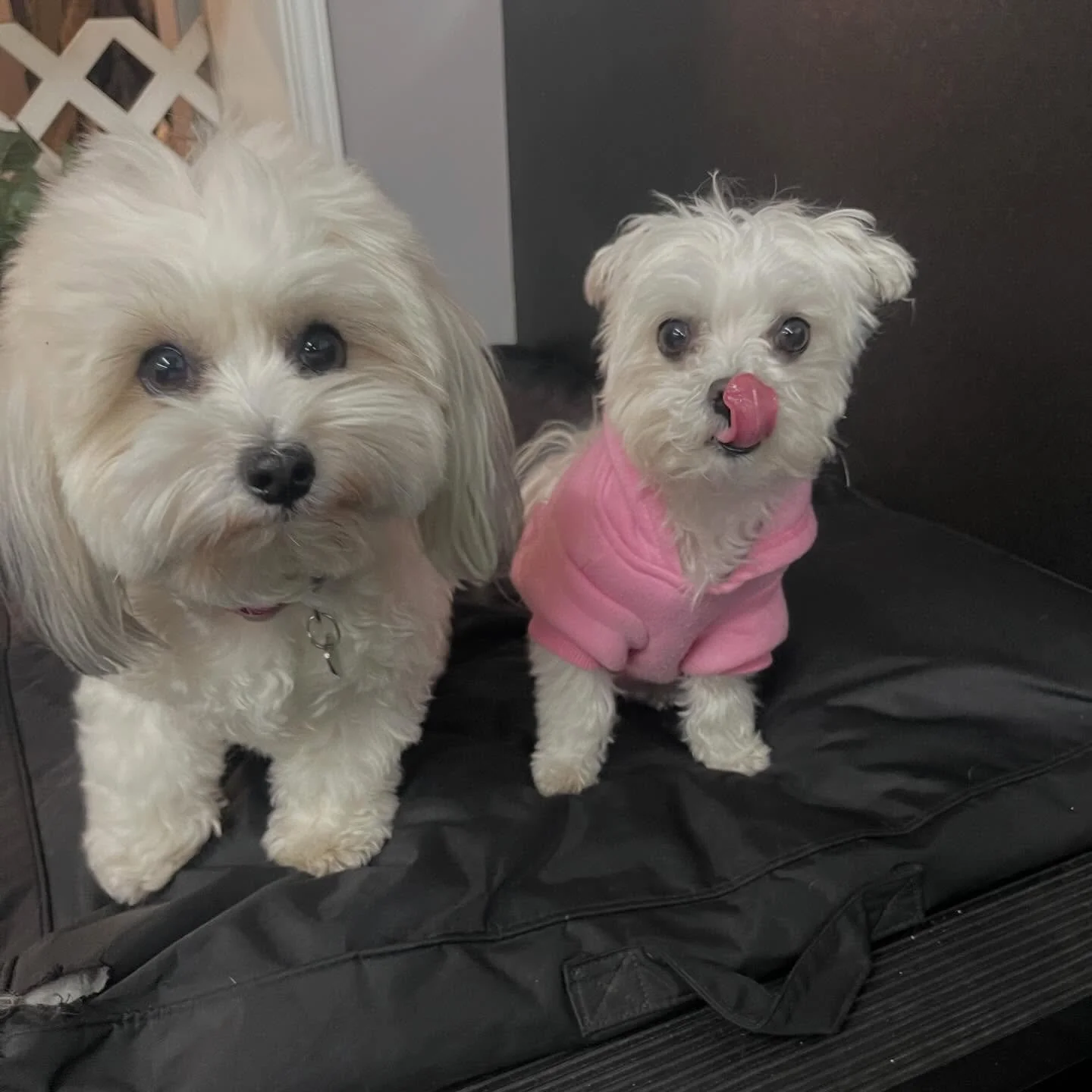 Happy Friday! ✨🎉🐾 #friday #doggydaycare #happydogs #bestfriends #dogs