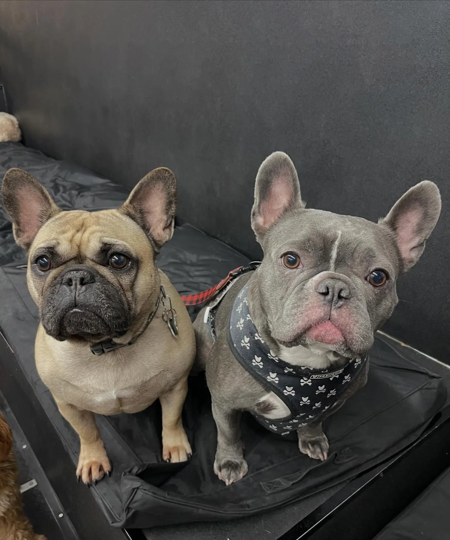 Its the last week of February! 🐾🎉❤️❤️ #doggydaycare #dogs #puppies #bestfriends #monday