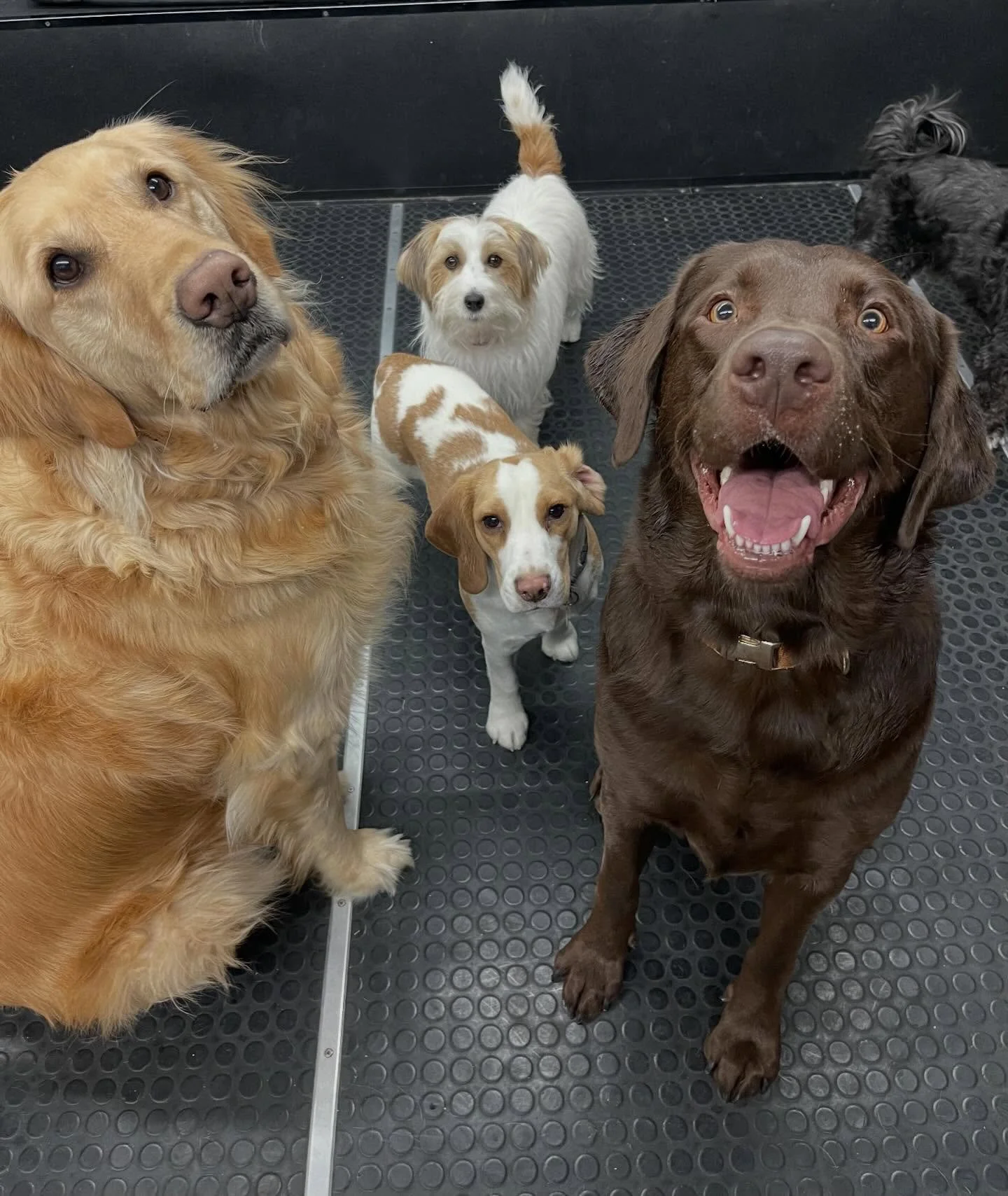 😍🤩😍🤩 #bestfriends #dogsofinstagram #puppiesofinstagram #dpggydaycare #happydogs