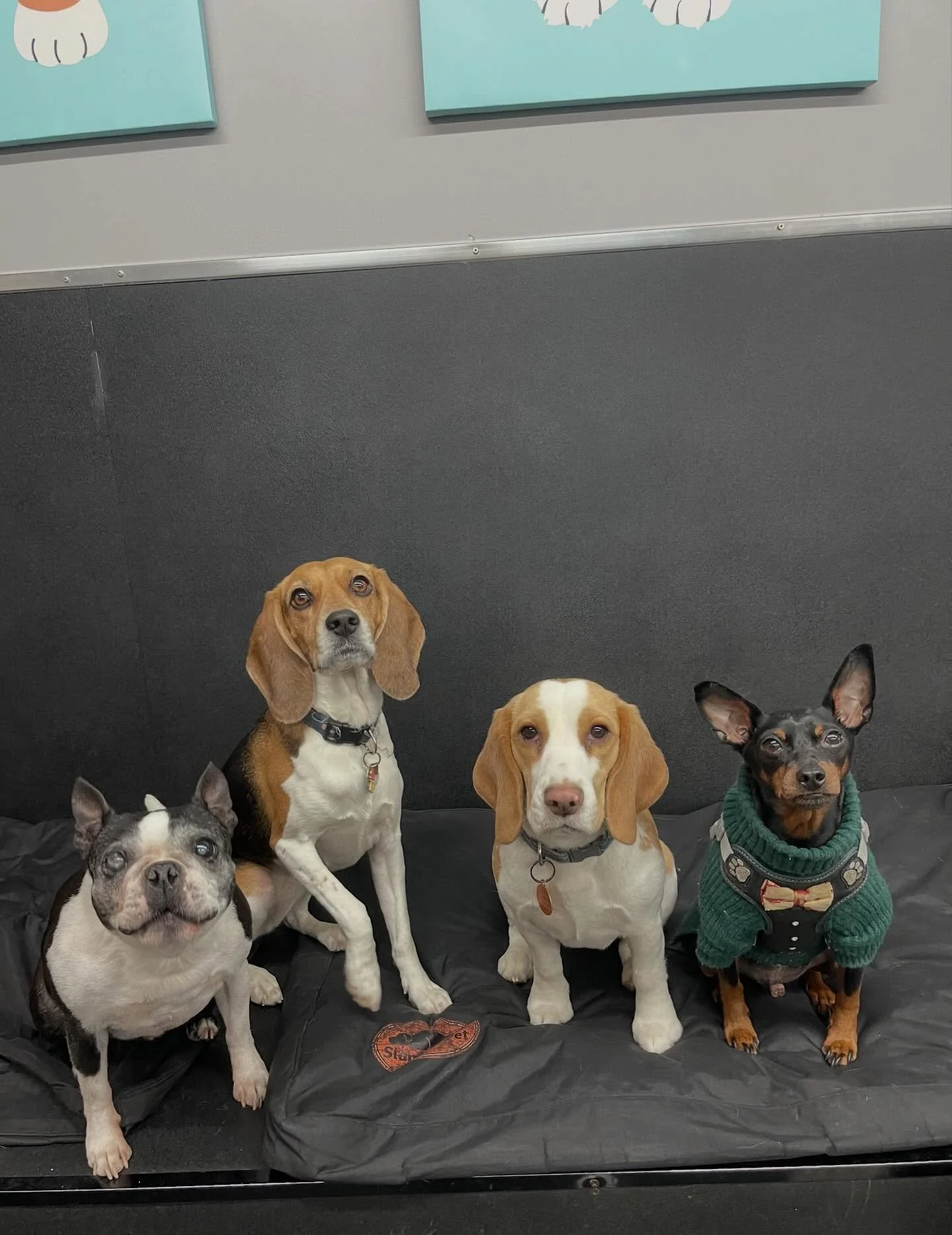 Indoor play all day! 🎉🐾❤️ #doggydaycarelife #doggydaycare #dogs #puppies #playtime