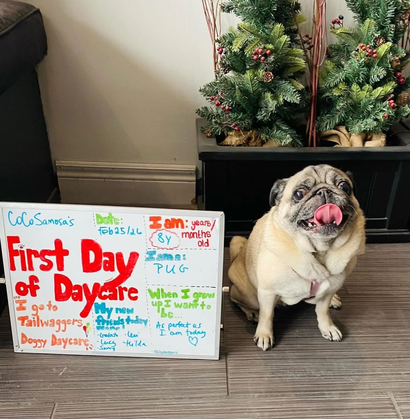 Today is Coco Samosa&rsquo;s First Day of School! ✏️🍎🐾 Welcome to daycare sweet girl! #firstdayofschool #firstdayofdaycare #doggydaycare #pug #newfriends