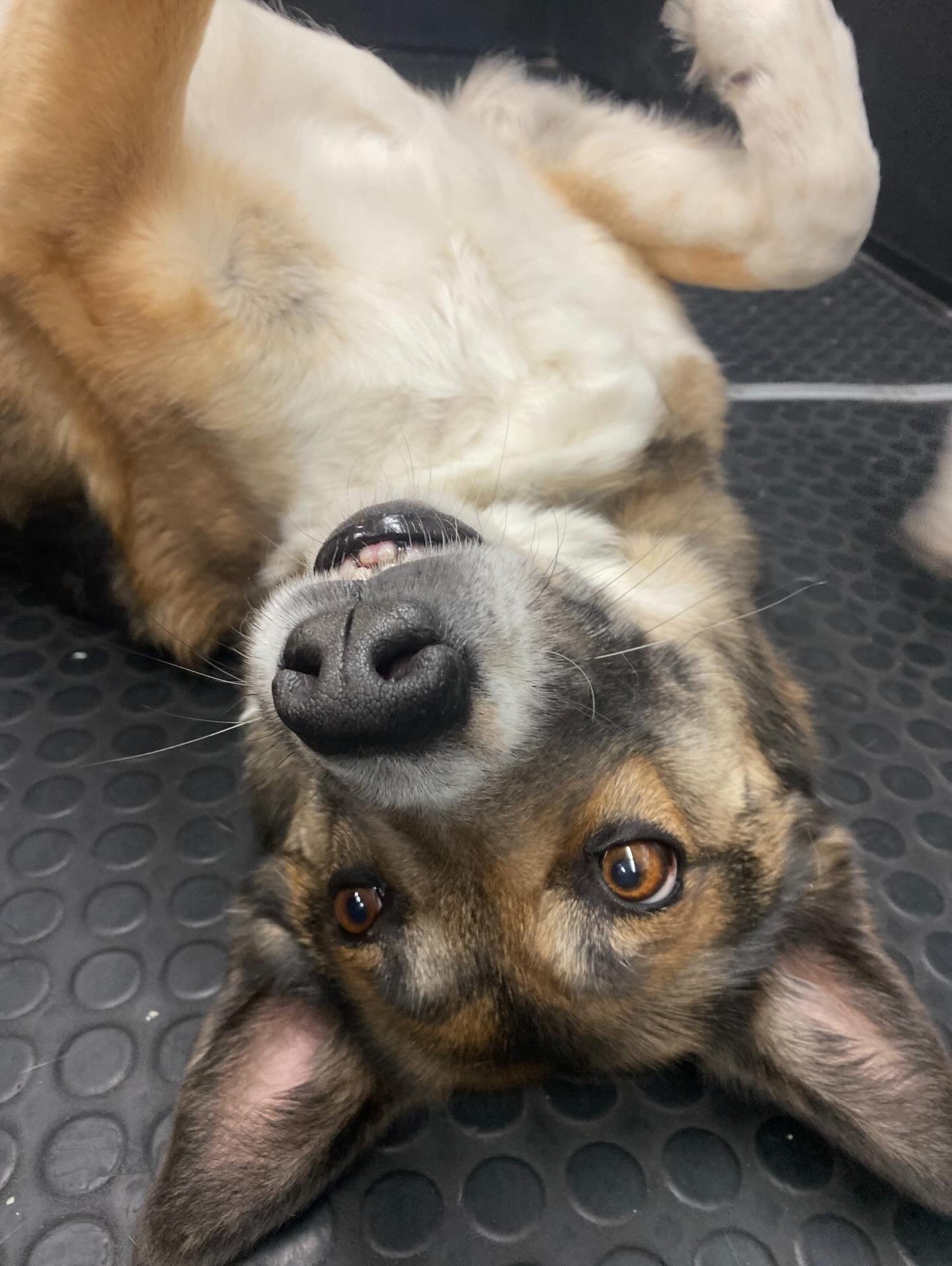 The sweetest little faces 😍🥰🐾 #dogsofinstagram #puppiesofinstgram #doggydaycare #bestfriends #doglove