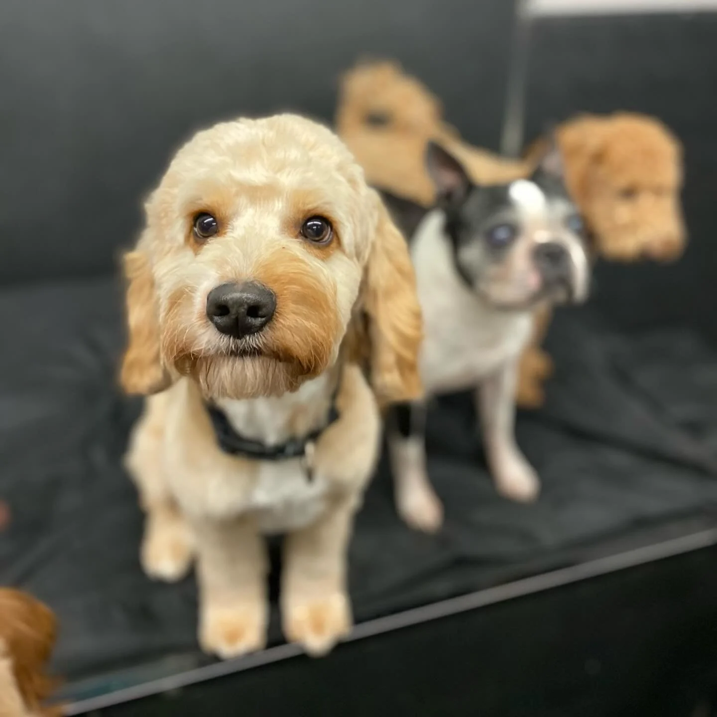 Such a fun day today! 🎉❤️🐾 #dogsofinstagram #puppiesofinstagram #playtime #happydogs #bestdogsever