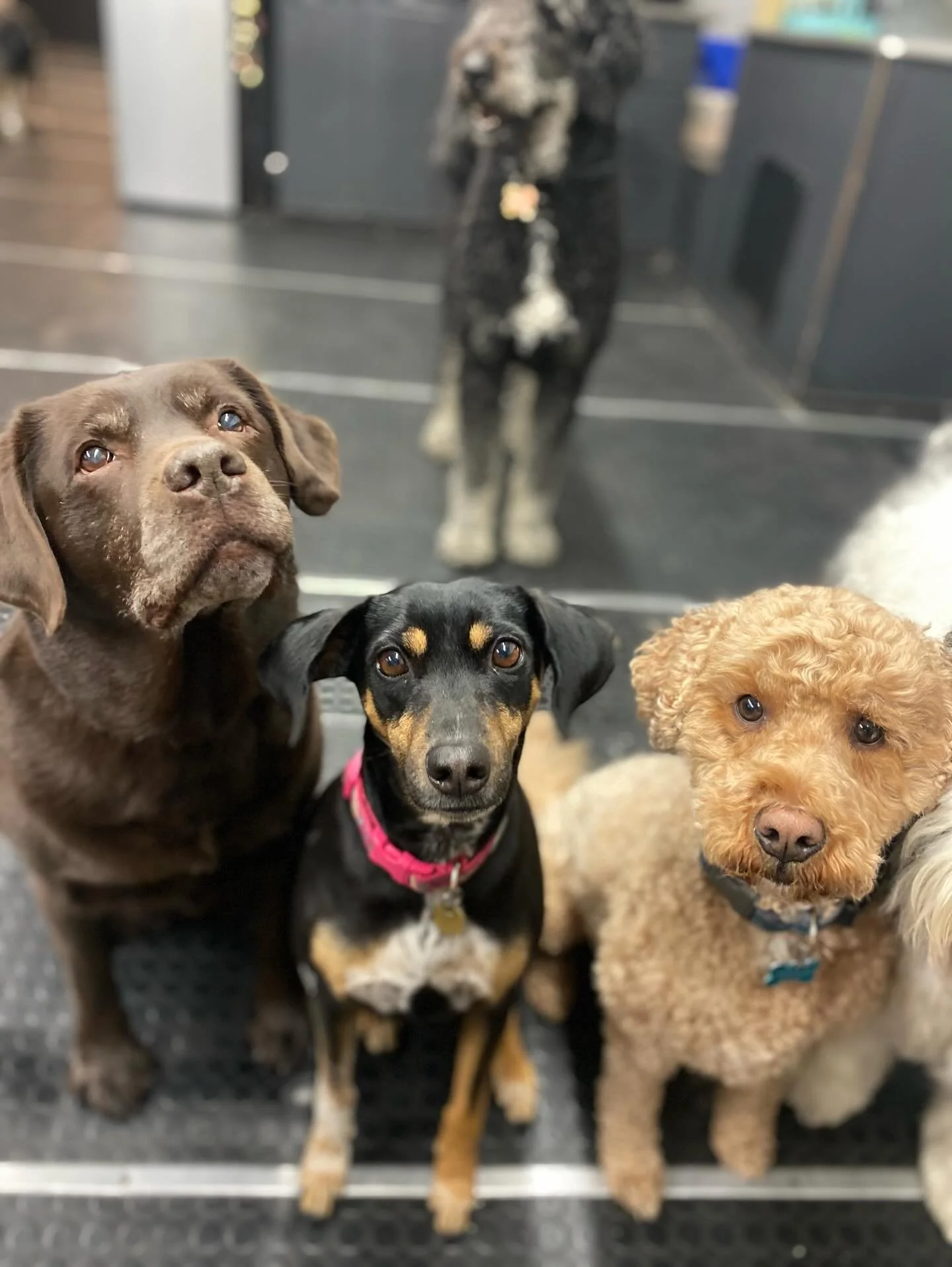 Best Friends 🥰🐾❤️ #bestfriends #doggydaycarelife #doggydaycare #dogs #puppies