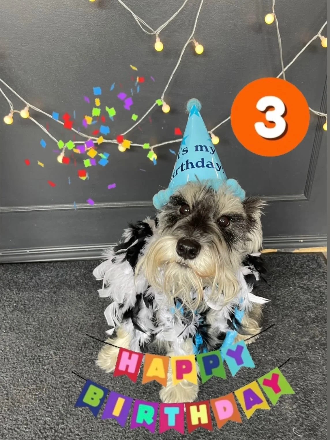 Reilly is 3! Happy Birthday sweet boy!! 🎉🎉🩵 #birthday #dogbirthday #birthdayboy #3 #schnauzer