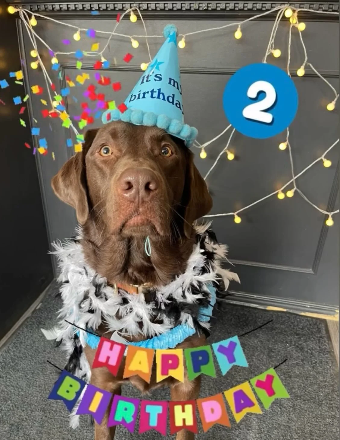 Moose is 2! Happy Birthday handsome boy!! 🎉🎉🩵 #birthdayboy #birthday #dogbirthday #2 #lab