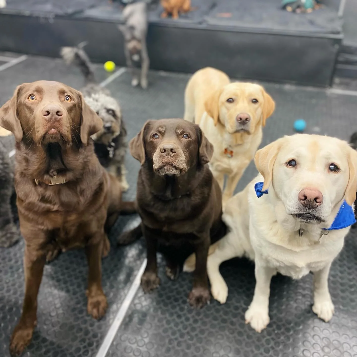 Happy Friday! The sun is shining and March is around the corner! ☀️🐾🩷 #doggydaycare #bestfriends #dogs #puppies #friday