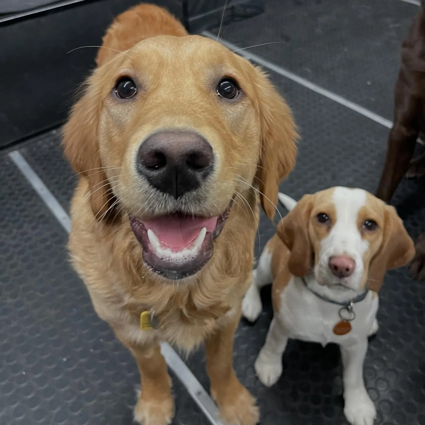 Cutie pies 🥰🤗🐾❤️ #dogs #puppies #doggiedaycare #doggydaycare #letsplay