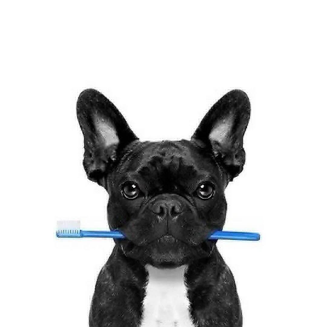 @happyhoundsteethcleaning will be here Sunday April 19!
Their clinic here this past Saturday was a huge success and clients were thrilled with the results! Give us a call to reserve your pooch&rsquo;s appointment. 416-760-9244
*affordable-gentle-natu