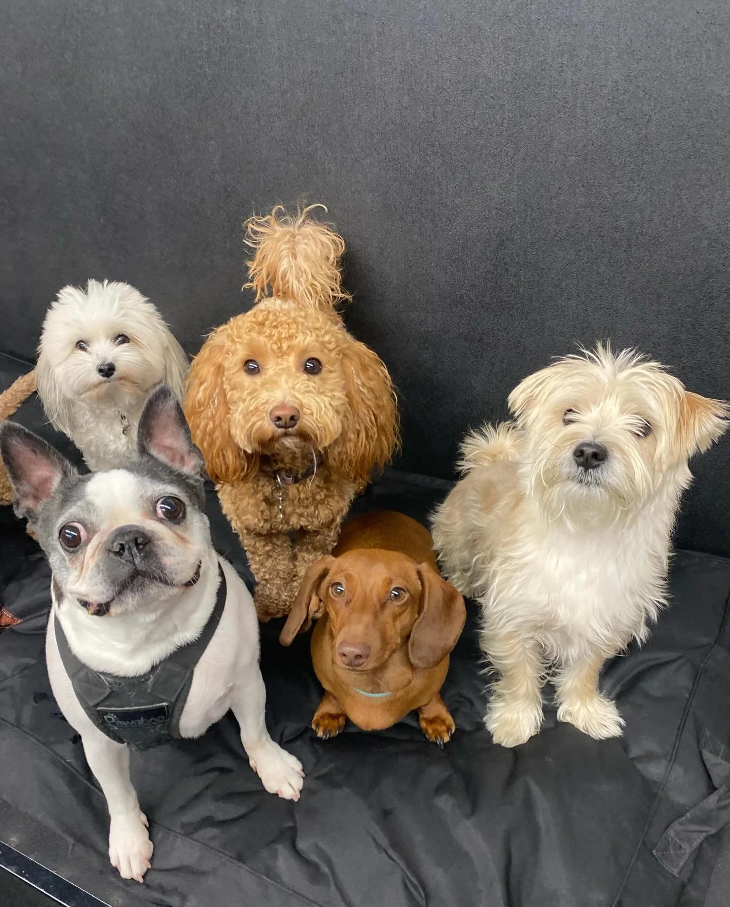 Happy Monday! 🐾❤️✨ #doggydaycare #dogs #puppies #bestfriends #dogsofinstagram