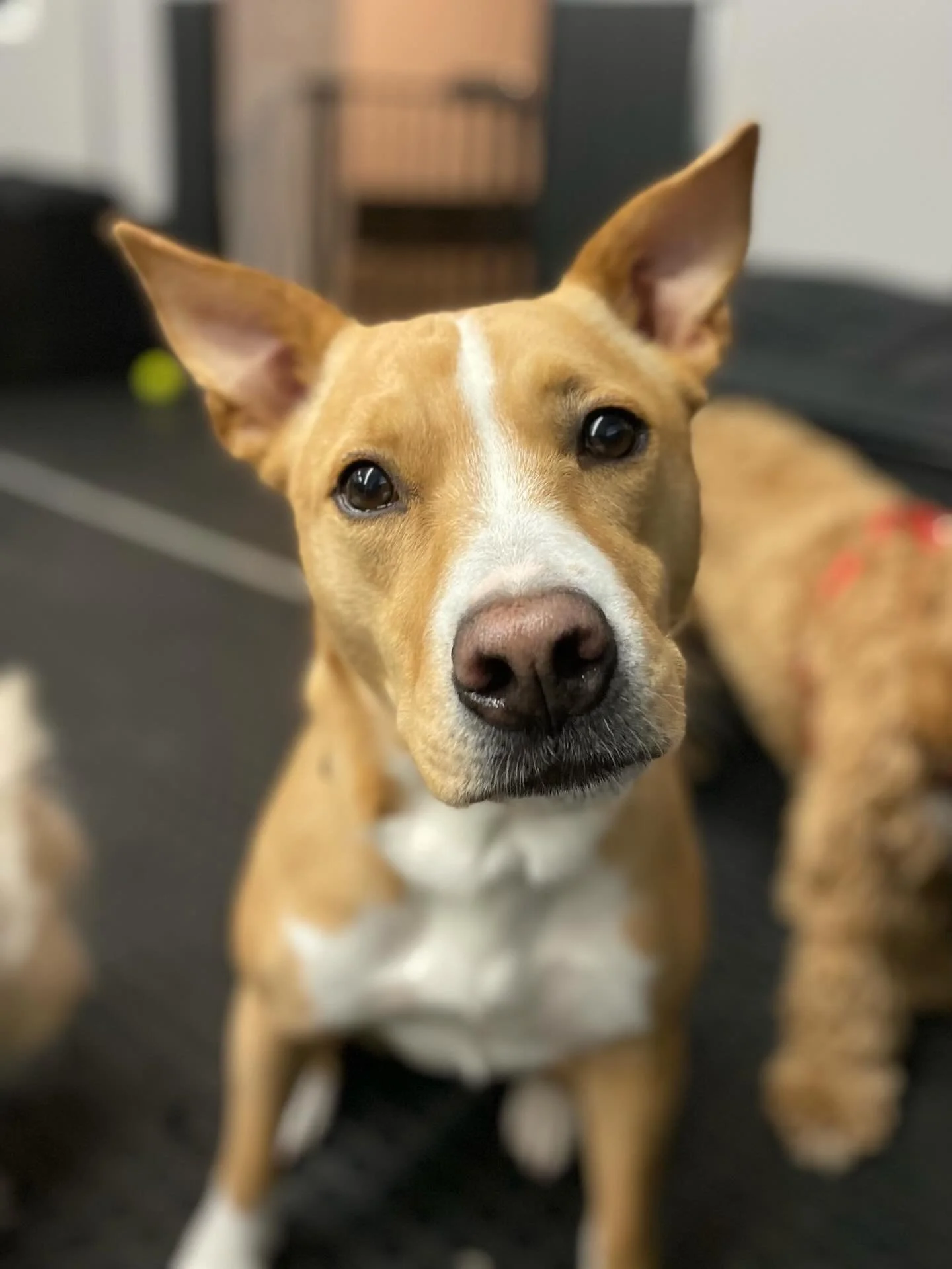 Supermodels ✨📸🐾😍 #supermodels #dogphotography #doggydaycare #dogs #puppies