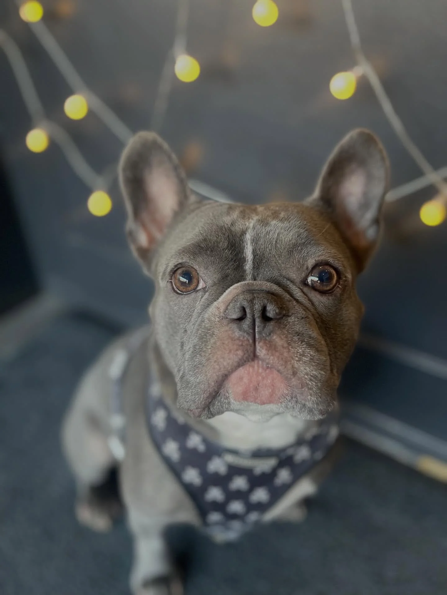 Supermodels ✨📸🐾😍 #supermodels #dogphotography #doggydaycare #dogs #puppies