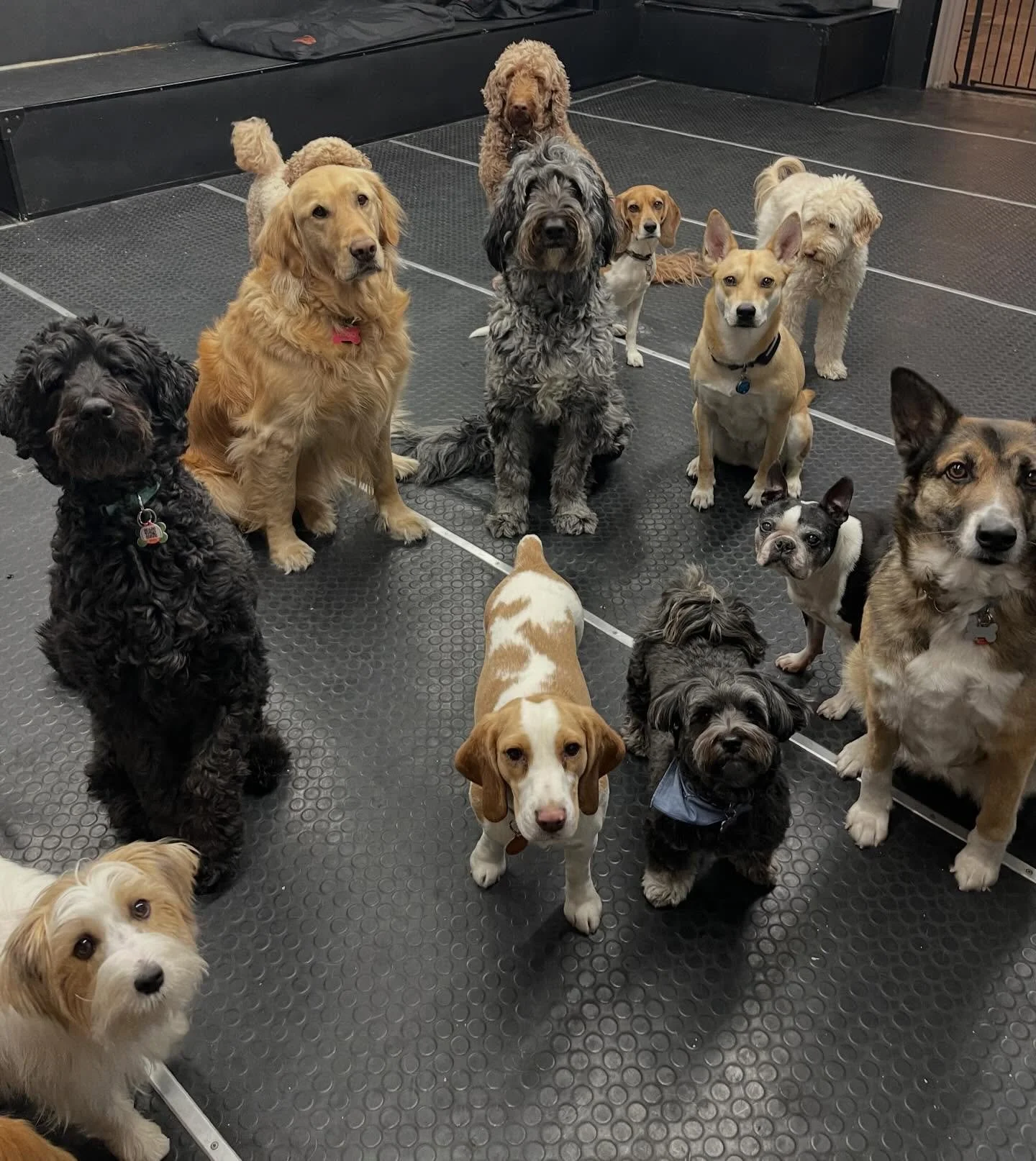 Happy Thursday! ✨🐾🥰 #bestfriends #dogfriends #dogs #puppies #doggydaycare