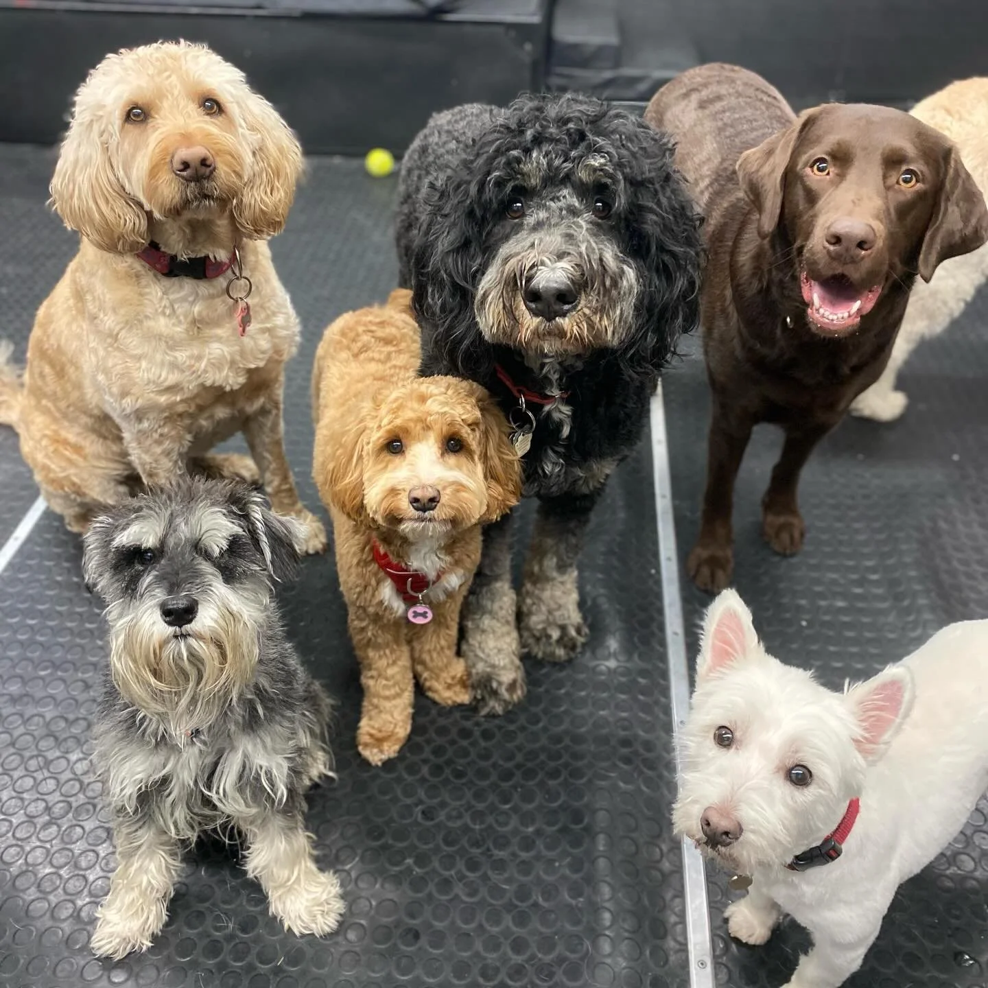Happy Friday! ✨🐾 #friday #weekend #doggydaycare #dogs #puppies