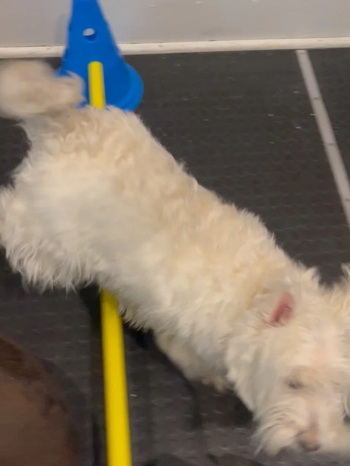 Dogtivities!! 🎉🎉🙌🏻🙌🏻✨✨🐾🐾 #playtime #doggydaycare #happydogs #indoorplay #enrichmentfordogs