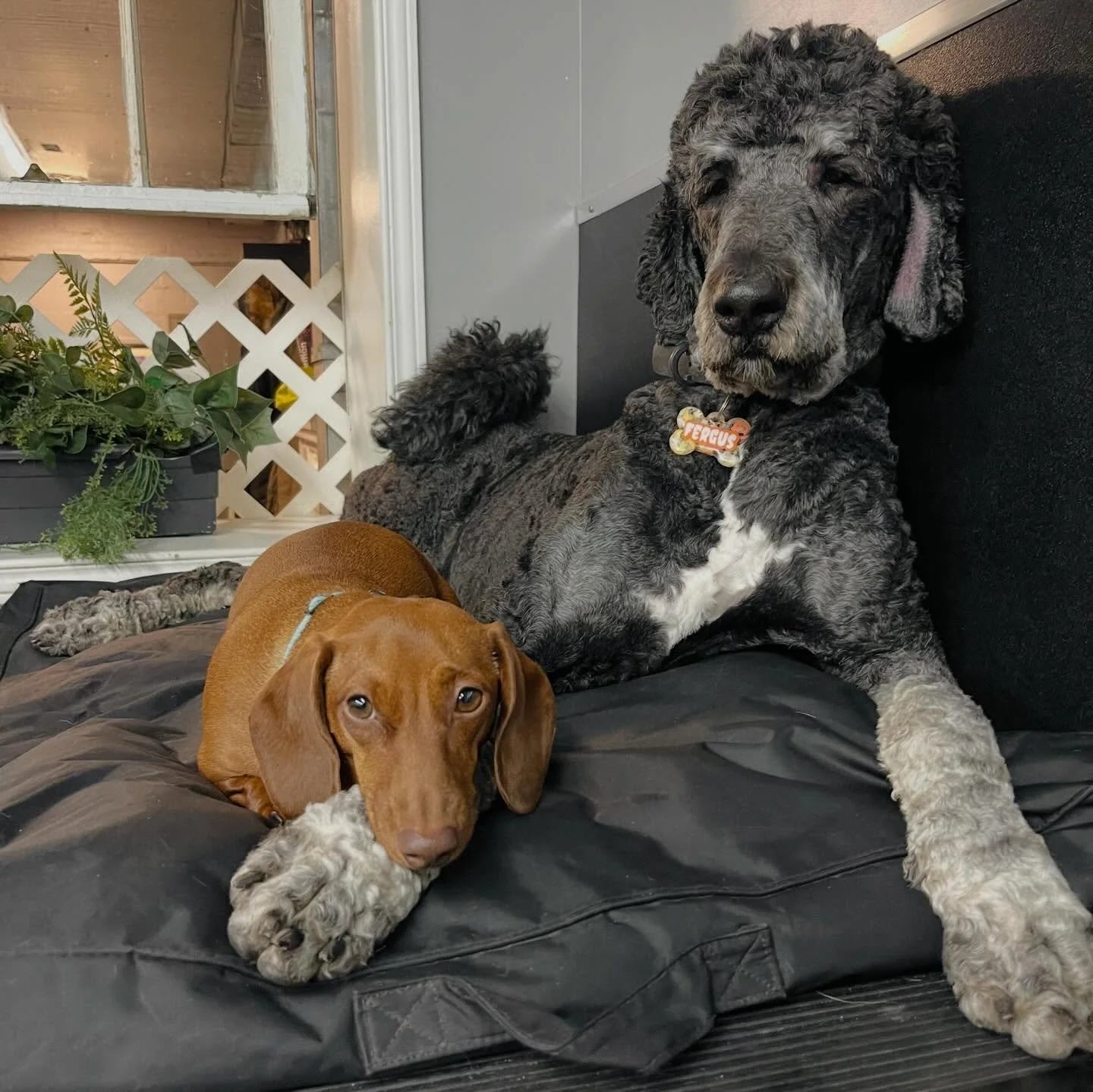 Spring is in the air! ✨☀️🐾 #dogs #puppies #doggydaycare #spring #sunshine