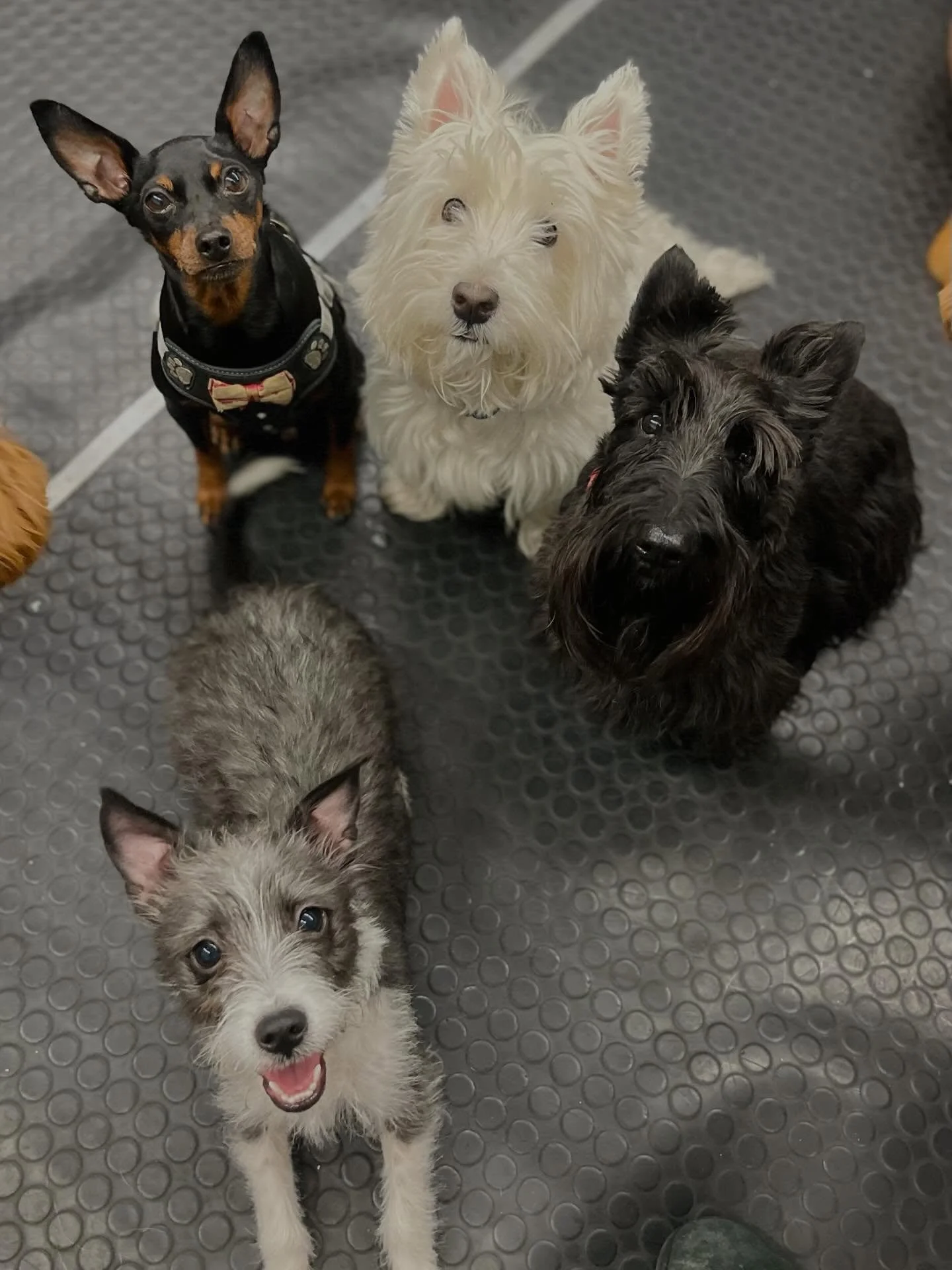 Happy Wednesday! ✨✨🐾❤️ #bestfriends #newfriends #dogfriends #doggydaycare #happydogs