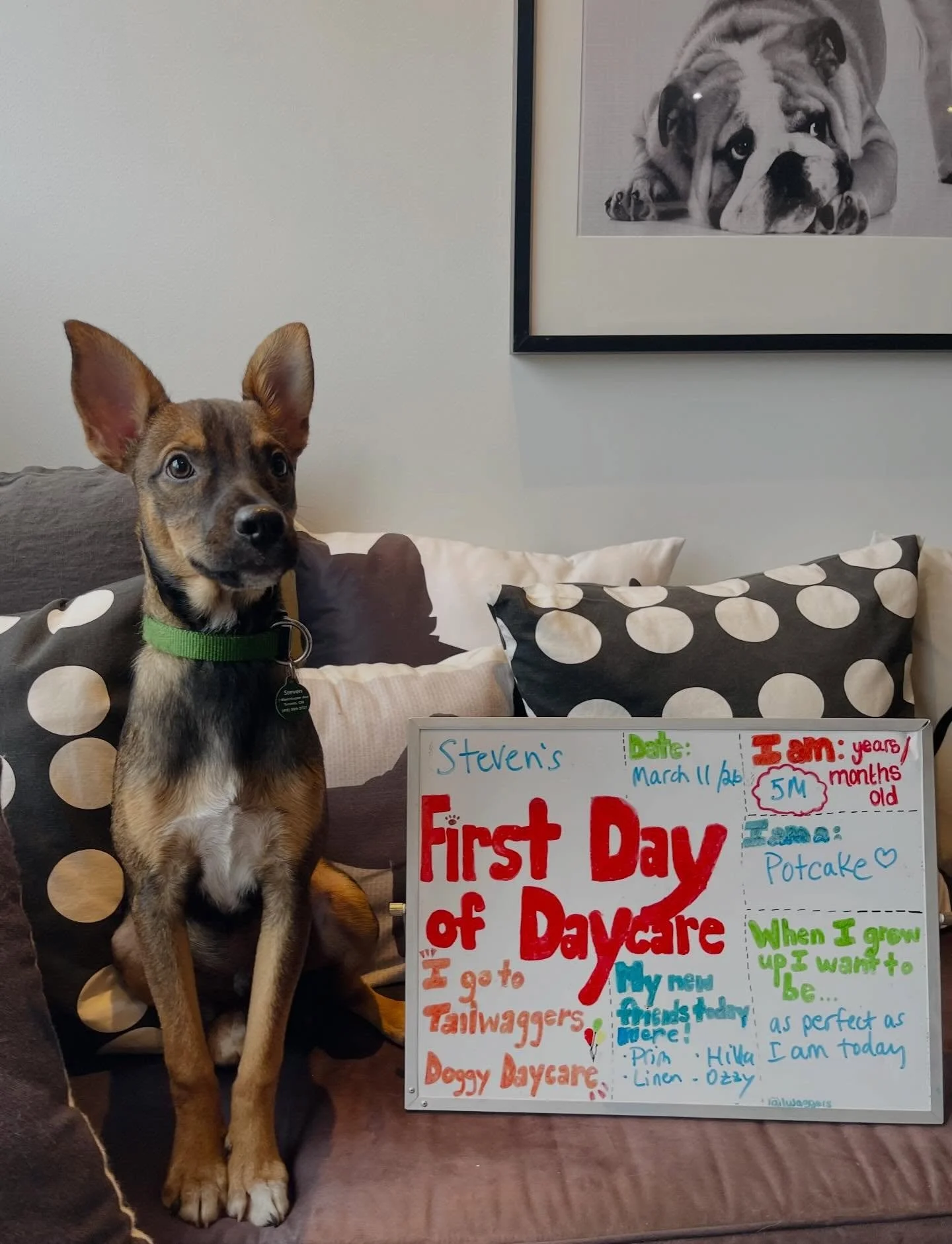 Today was Steven&rsquo;s First Day of School! 🍎✏️🐾 Welcome to daycare little man!! #firstdayofschool #firstdayofdaycare #doggydaycare #potcake #newfriends