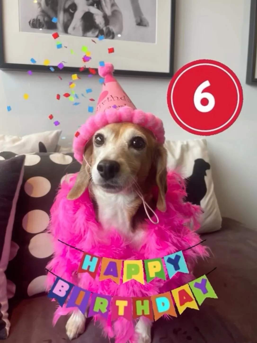 Mabel is 6! Happy Birthday to our little sweetheart! 💖💖🎉🎉 #birthday #dogbirthday #birthdaygirl #6 #beagle