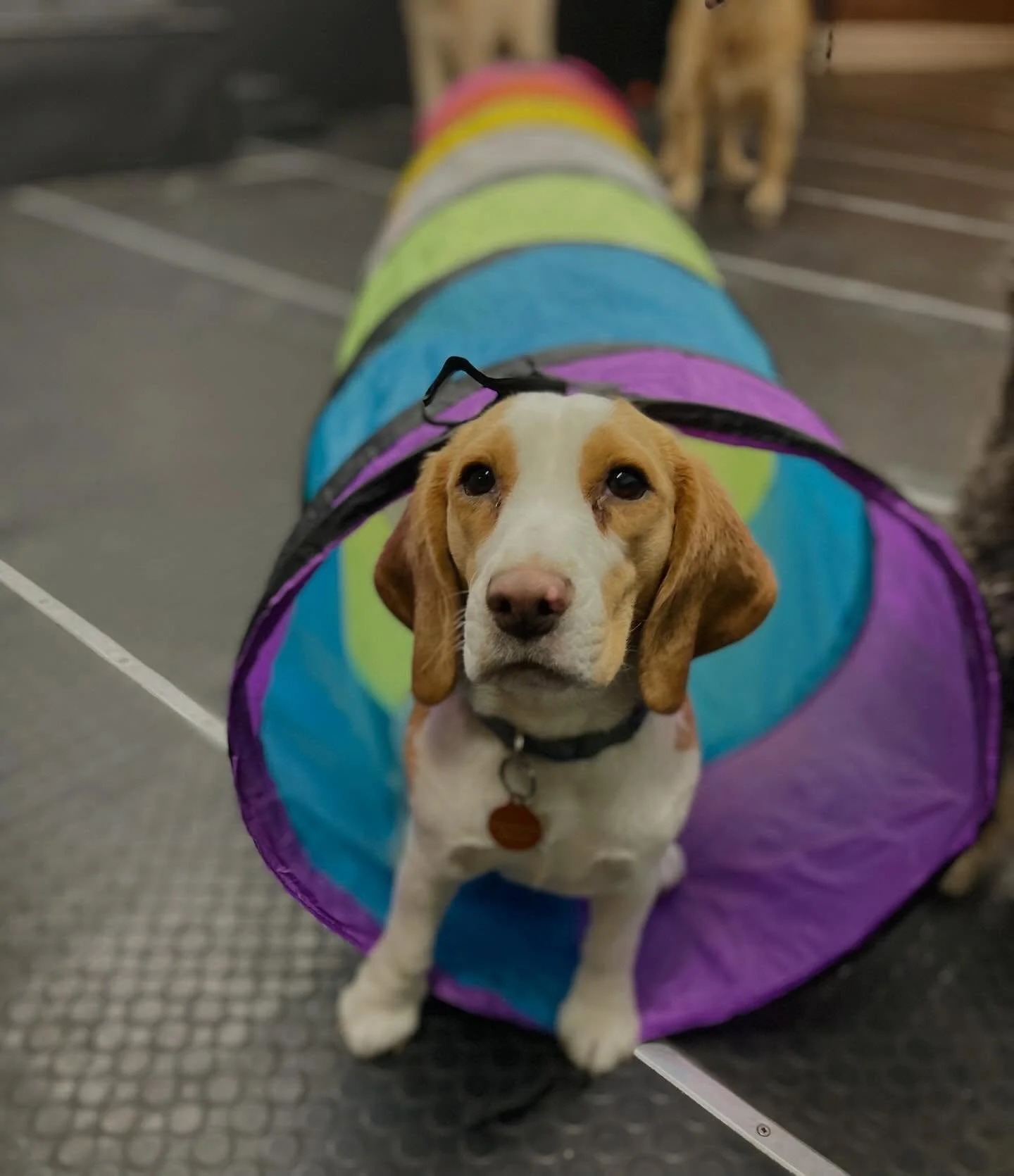 Best. Dogs. Ever. 🐾🥰✨ #dogs #puppies #doggydaycare #bestdogs #bestfriends