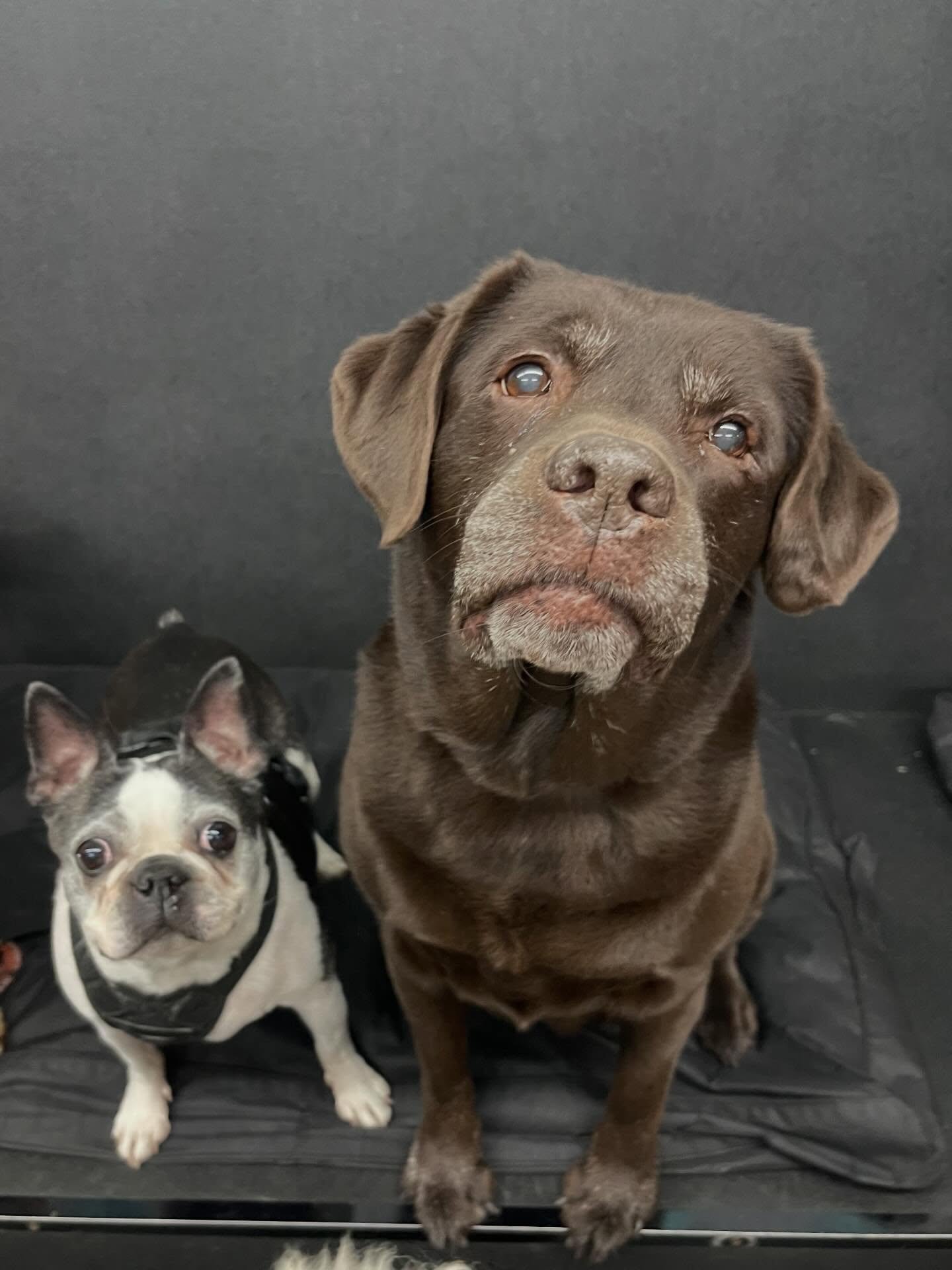 Snowy outside&hellip; so much fun inside✨🎉🎉🐾 #playtime #partytime #dogsatplay #indoorplay #doggydaycare