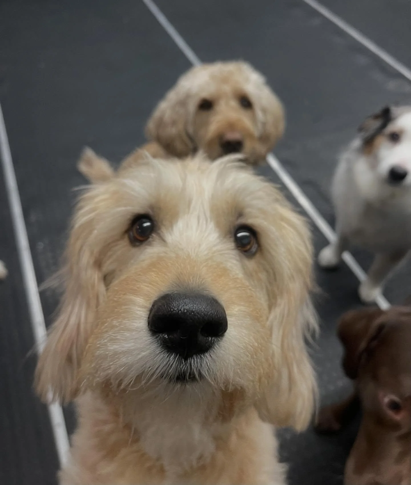 Happy Friday! ✨✨🐾🎉 #friday #dogs #puppies #doggydaycare #weekendvibes