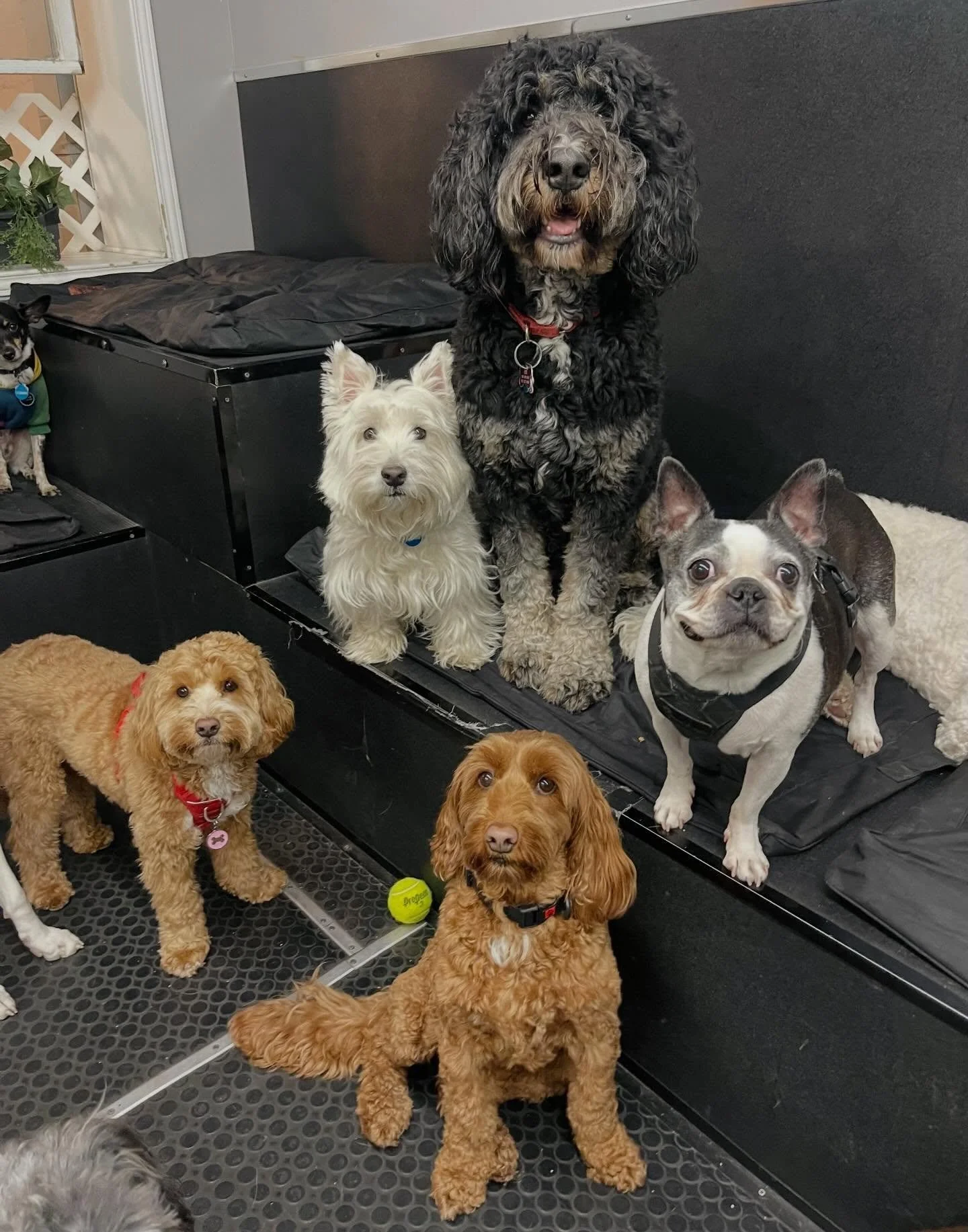 Everyone was soooo playful today! 🐾✨✨🎉 #playtime #indoorplay #doggydaycare #dogfriends #happymonday