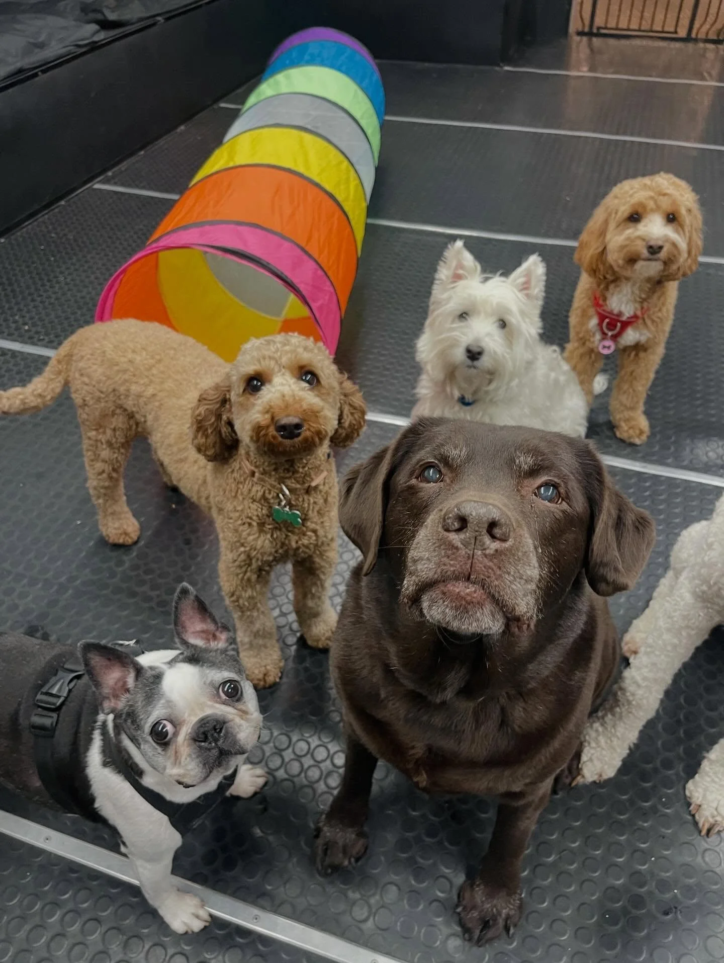 Happy Monday! ✨🐾❤️ #doggydaycare #dogsofinstagram #puppiesofinstagram #bestfriends #happydogs