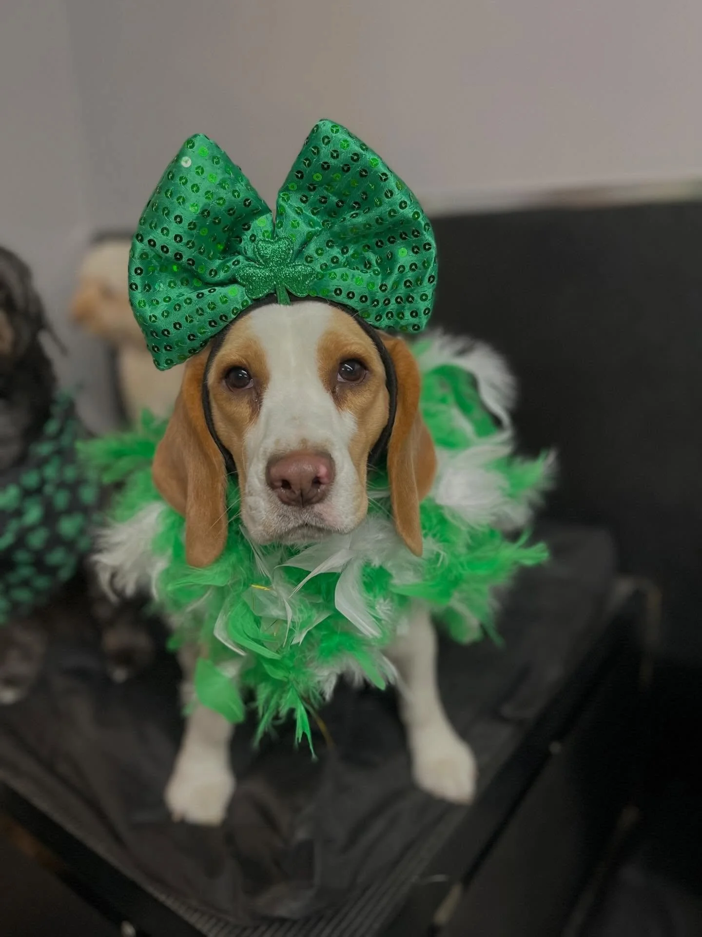 Our little leprechauns ☘️☘️🐾 
Happy St Patrick&rsquo;s Day! 
#stpatricksday #leprechaun #doggydaycare #doggydaycarelife #dogs