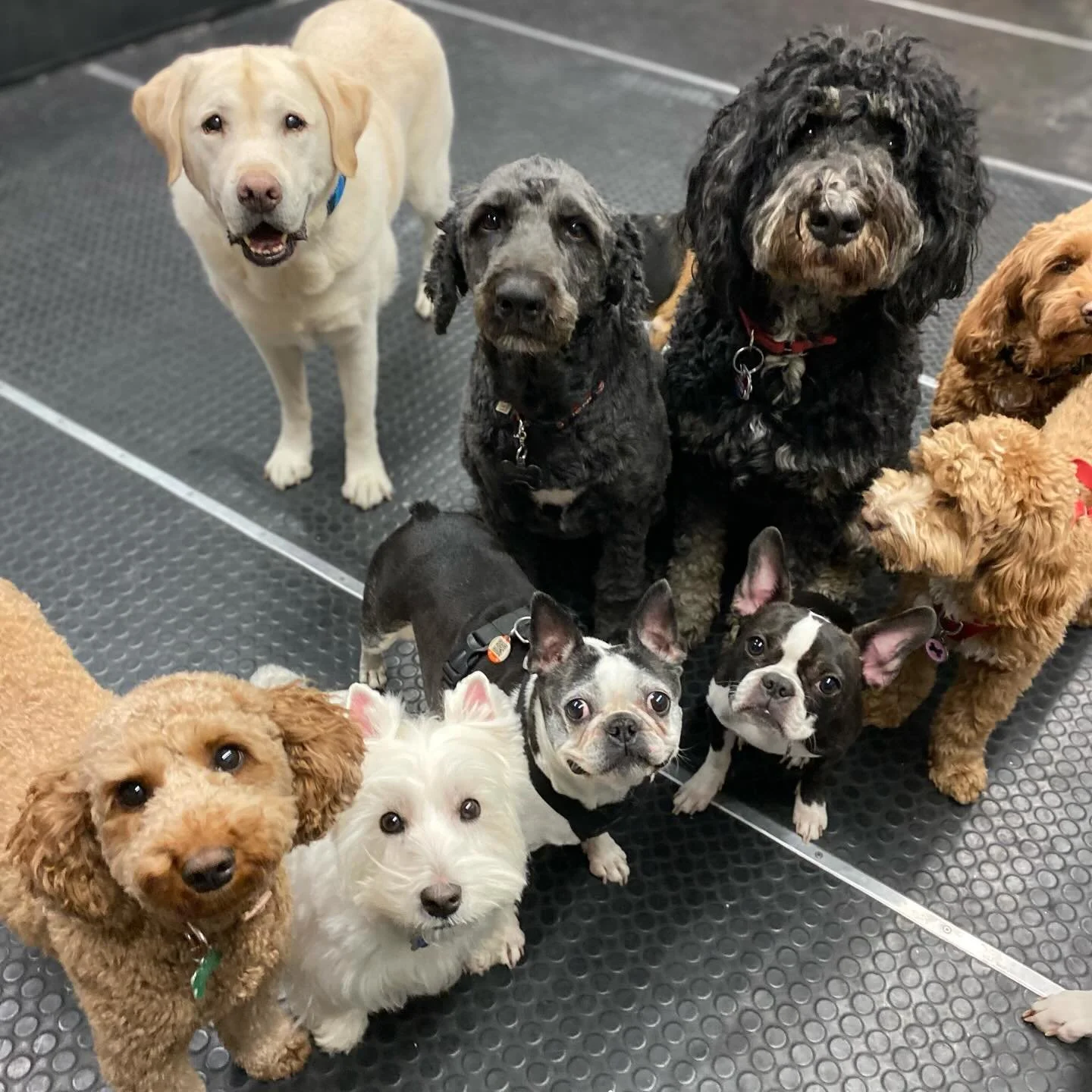 What a crew! 🥰🐾❤️ #dogs #puppies #doggydaycare #bestfriends #furfriends