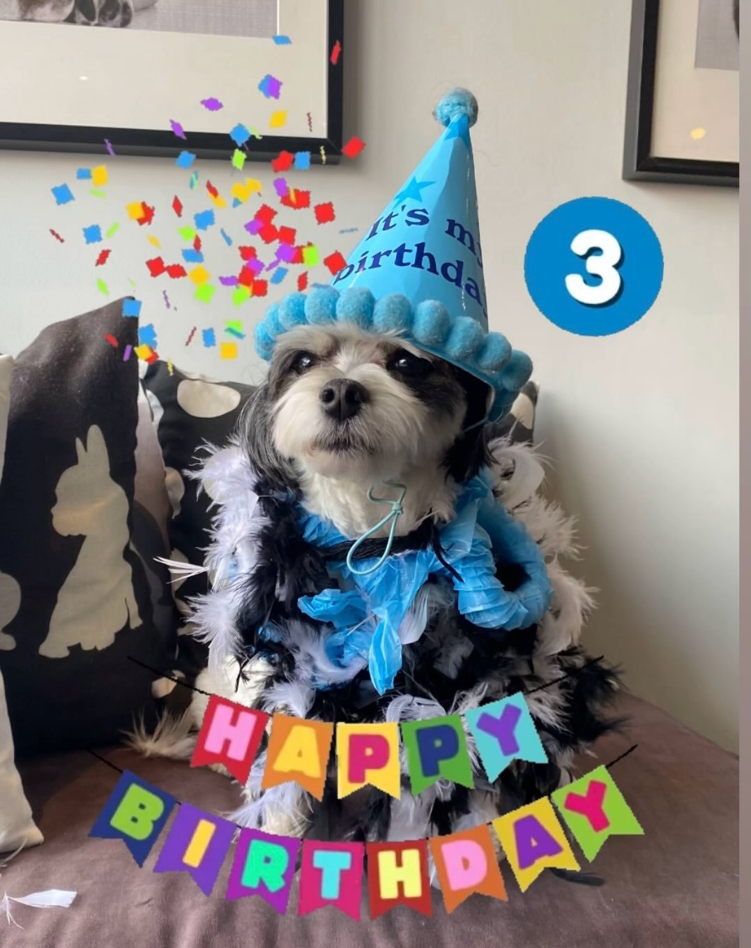 Zorro is 3! Happy Birthday little man! 🎉🎉🩵🩵 #birthday #dogbirthday #birthdayboy #3