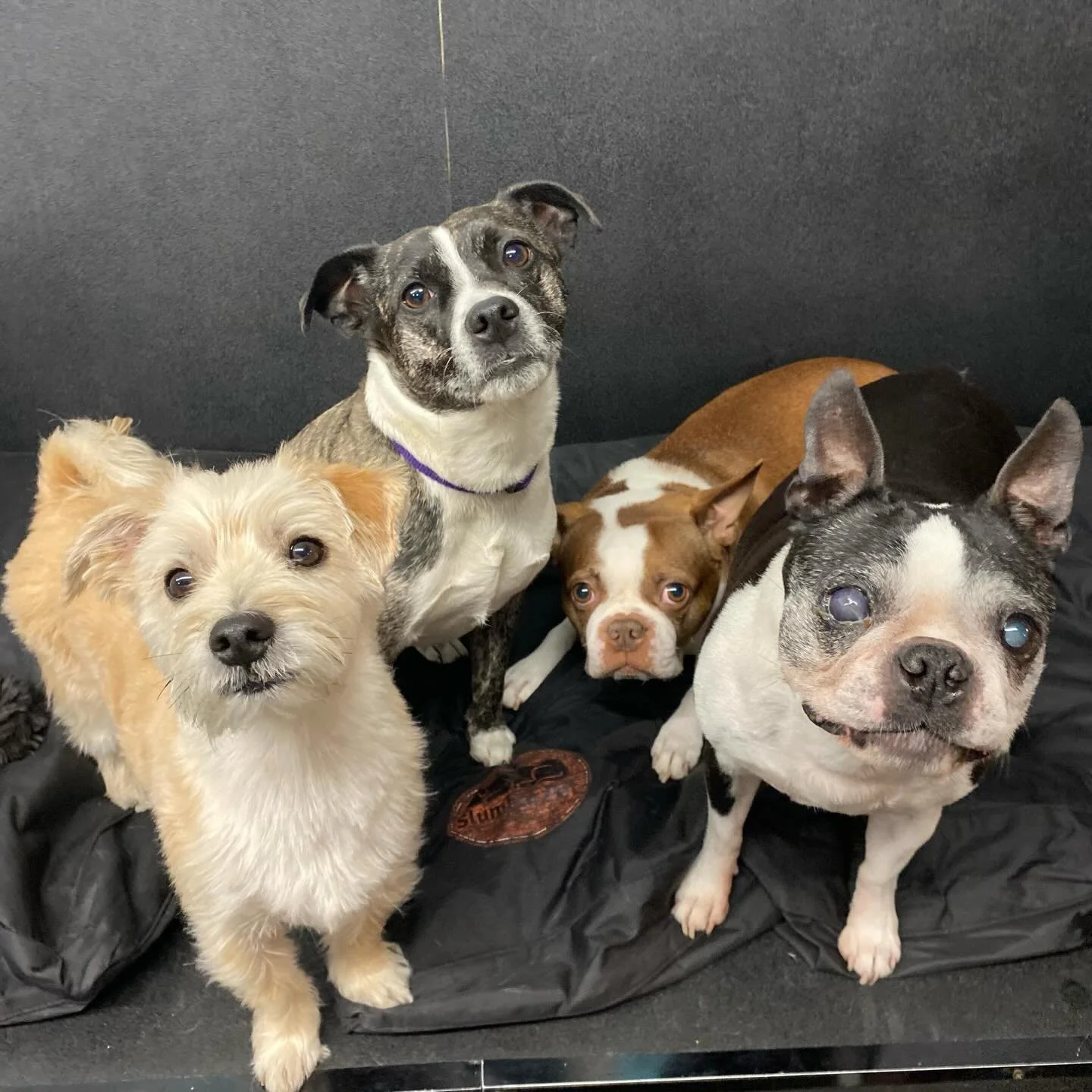 Party time! 🐾🎉🎉🦴 #doggydaycare #dogsofinstagram #puppiesofinstagram #letsplay #happydogs