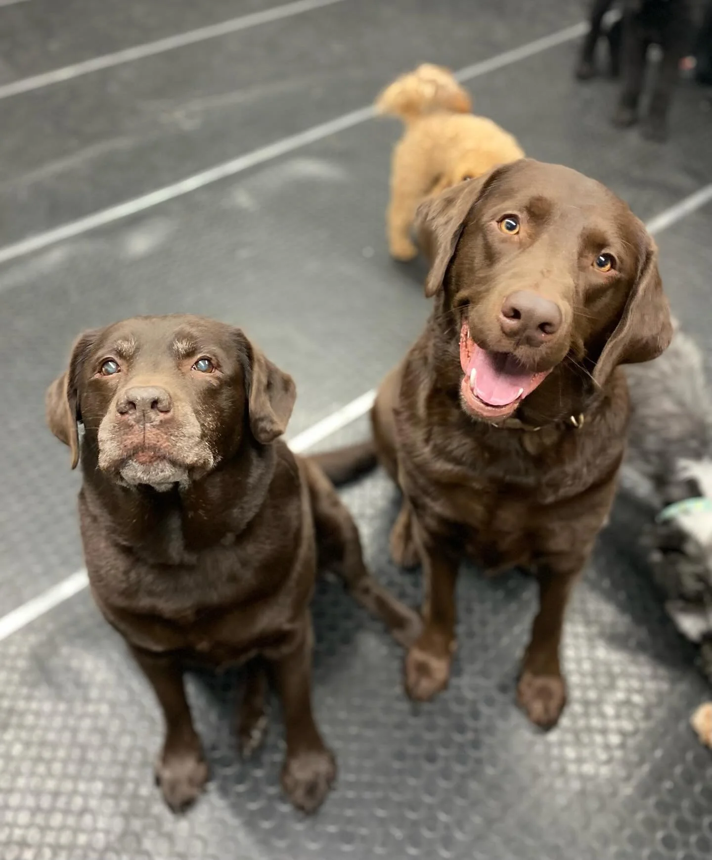 😍🤩❤️🐾 #doggydaycare #bestfriends #itsadogslife #happydogs #furfriends