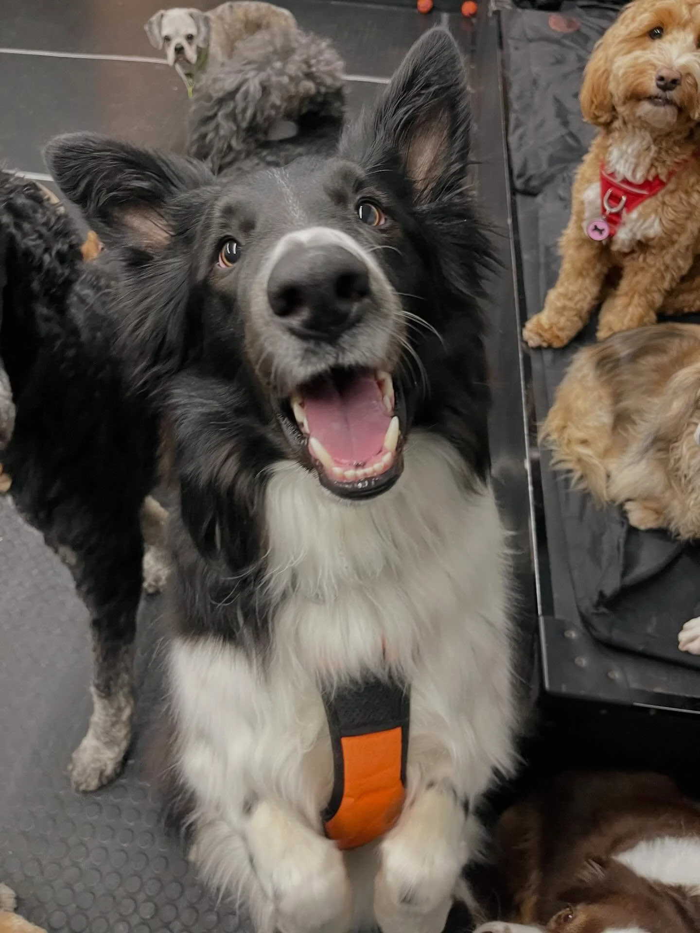 Happy Monday! ✨🐾❤️ #monday #doggydaycare #dogs #puppies #dogfriends