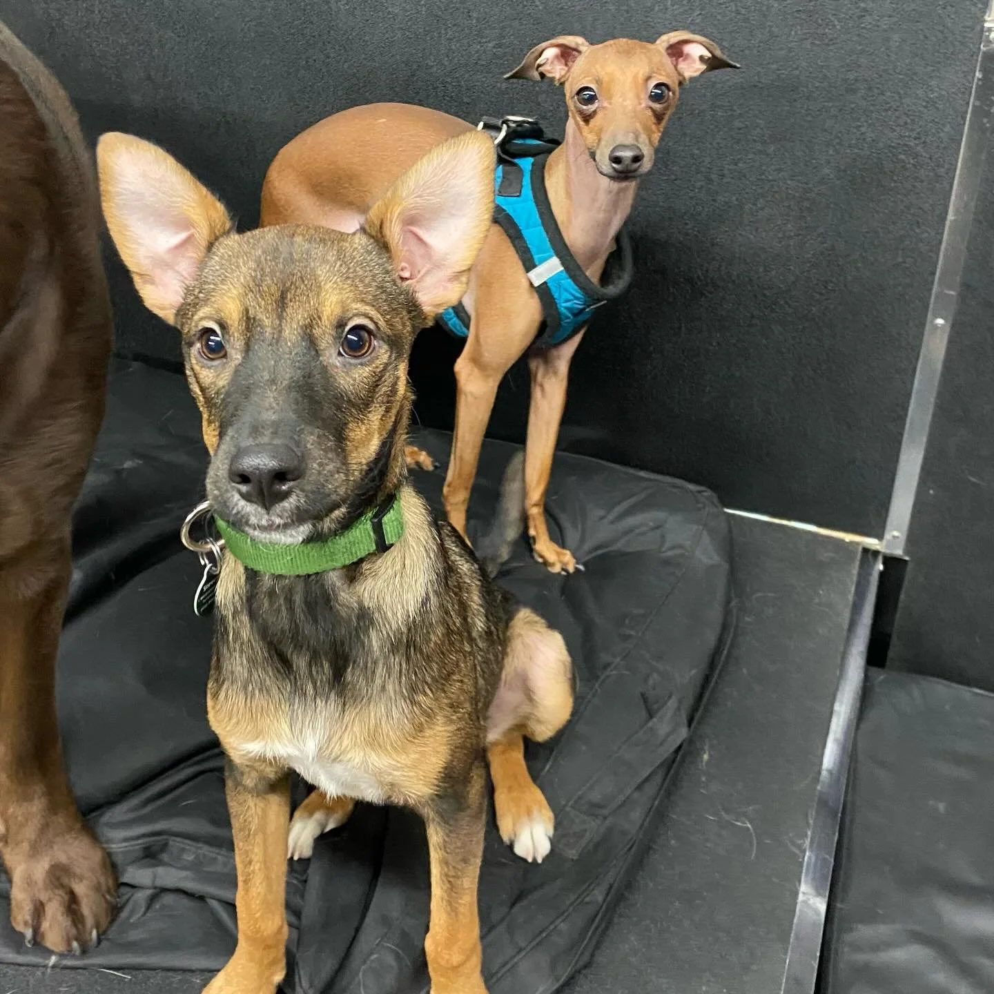 😍🤩😍🤩😍 #dogs #puppies #happyplace #bestfriends #doggydaycare