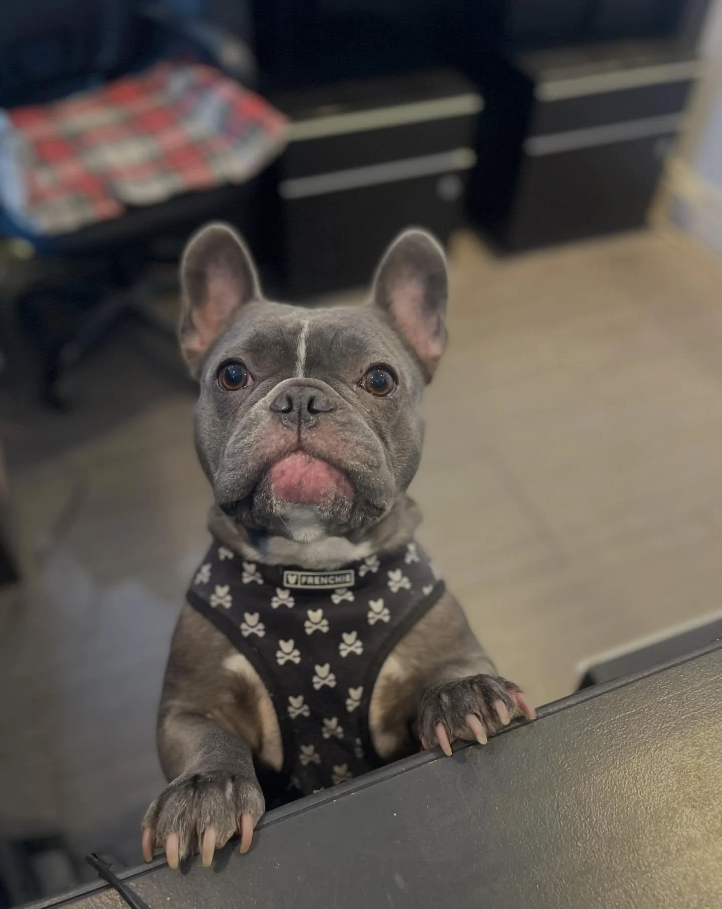 😍🤩😍🤩 #doggydaycare #bestfriends #happydogs #cutedogs #dogfriends