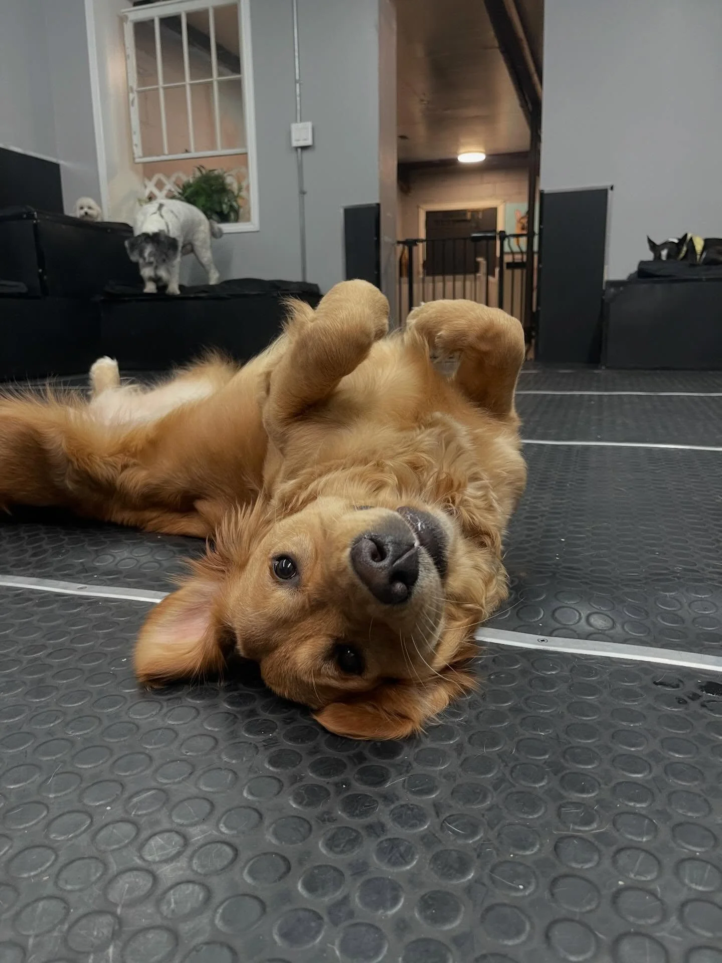 So much fun today!!! ✨✨🎉❤️ #doggydaycarefun #doggydaycare #happydogs #bestfriends #doglove