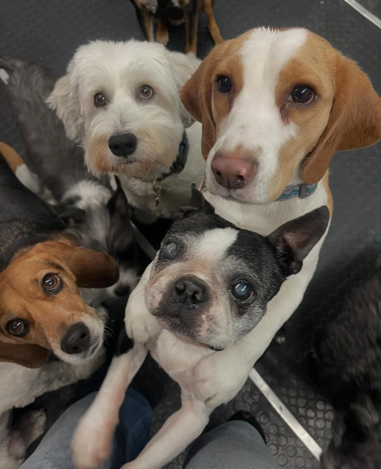 So much love 🥰😘🐾 #love #bestfriends #doggydaycare #dogs #puppies