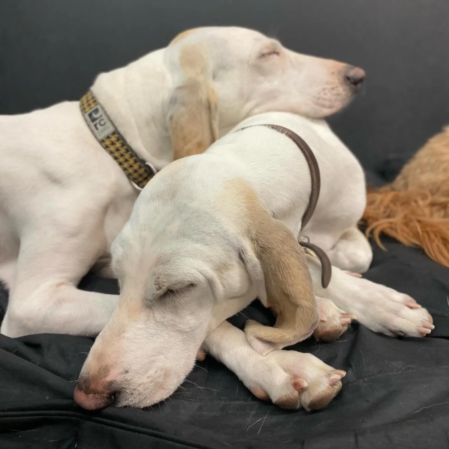 🥰❤️🐾 #doglove #happyplace #dogfun #doggydaycare #dogfriends