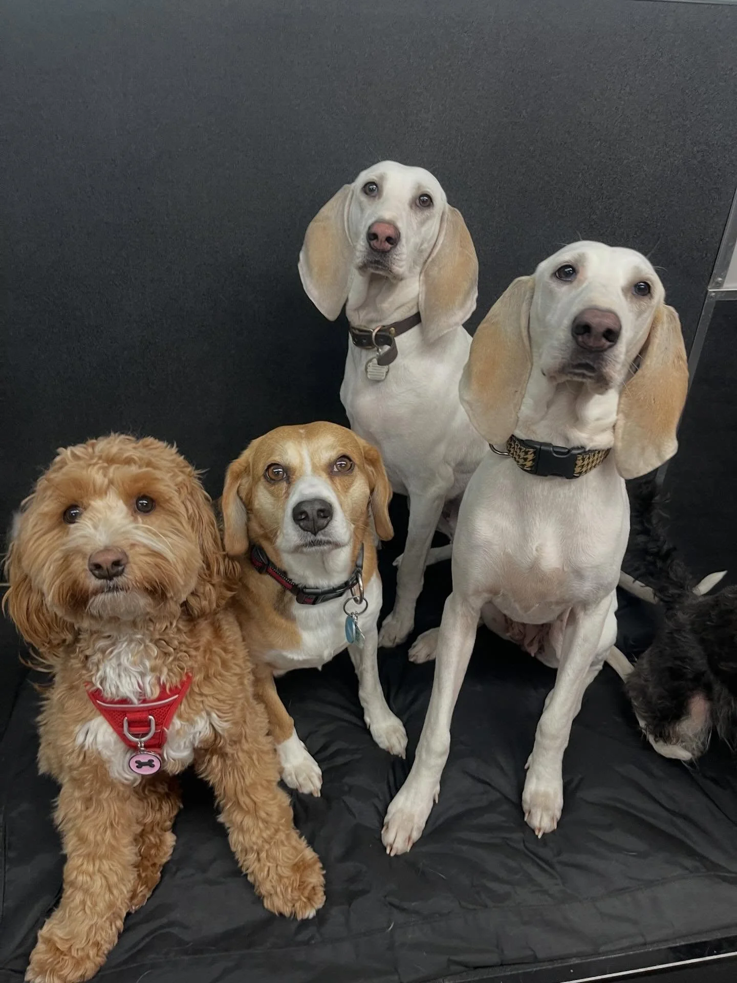 Happy Friday! 🎉🐾❤️ #friday #happydogs #doggydaycare #bestfriends #dogfriends