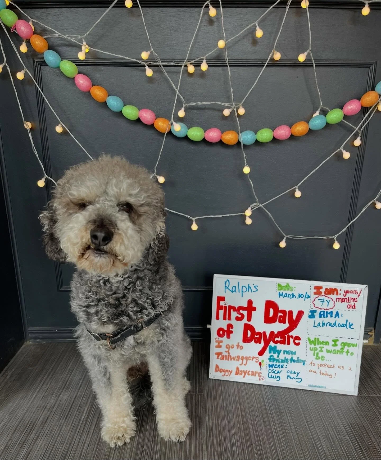 Today was Ralph&rsquo;s First Day of School! 🍎✏️🐾 Welcome to daycare sweet boy! #firstdayofschool #firstdayofdaycare #doggydaycare #labradoodle #newfriends