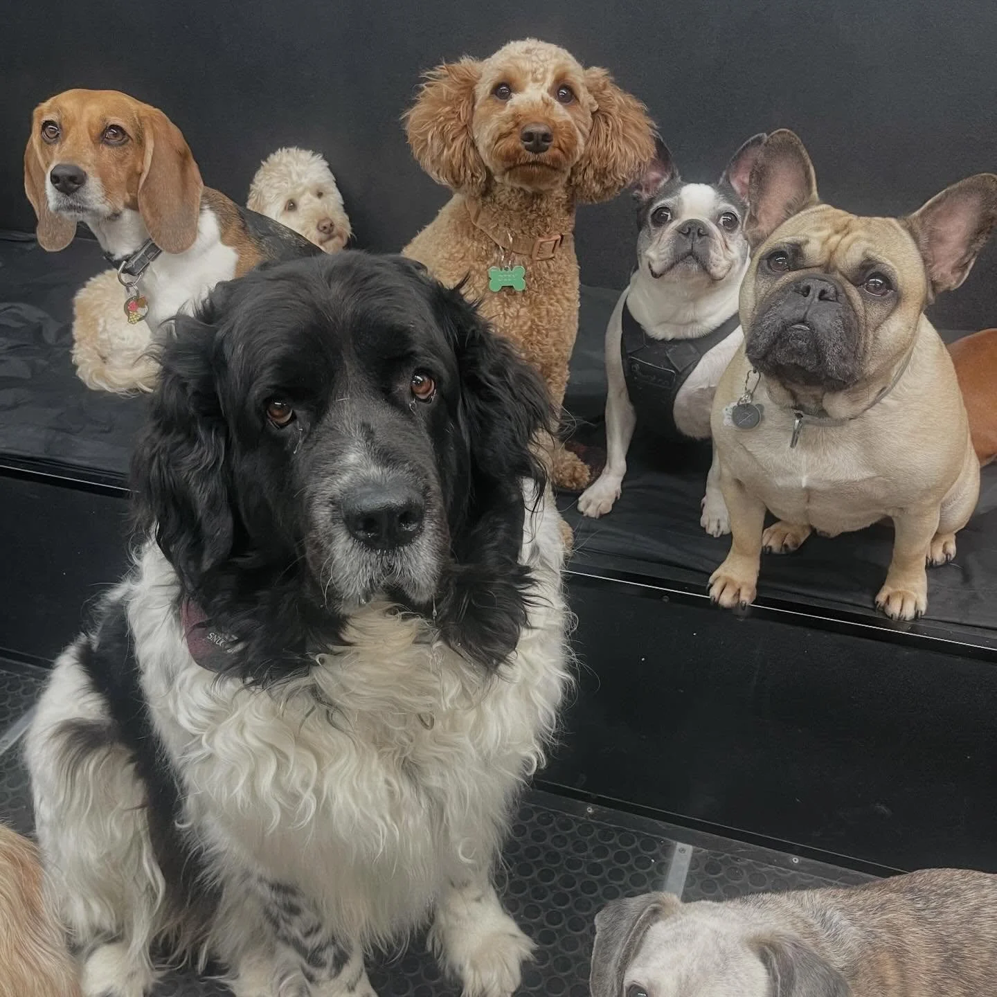 Happy Monday! 🥰🐾✨ #dogsofinstagram #puppiesofinstagram #doggydaycare #doggydaycarelife