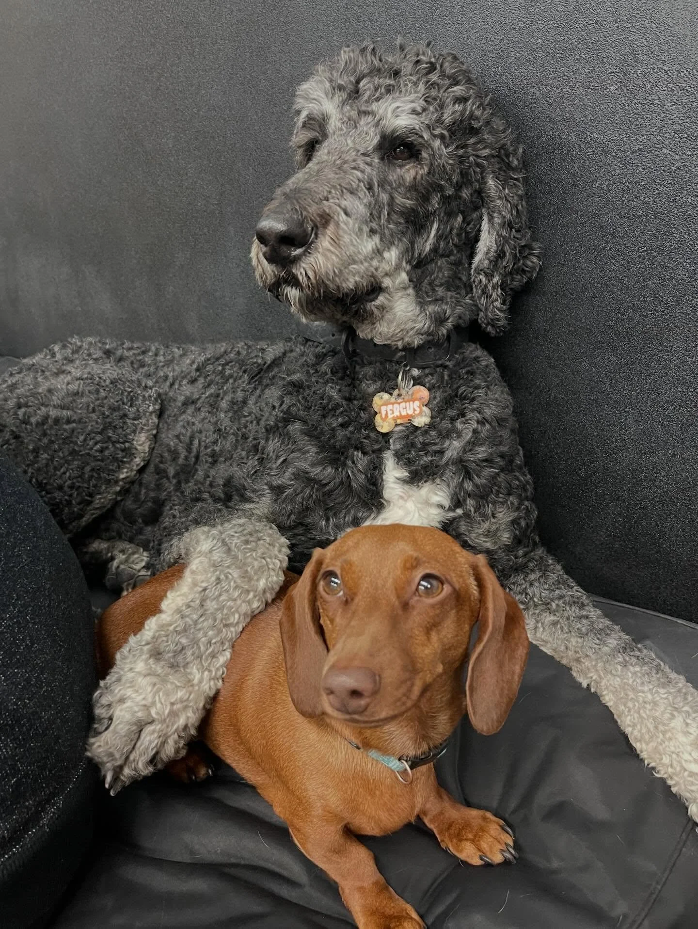 Happy Monday! 🐾🥰❤️ #dogs #puppies #bestfriends #doggydaycare #happyplace