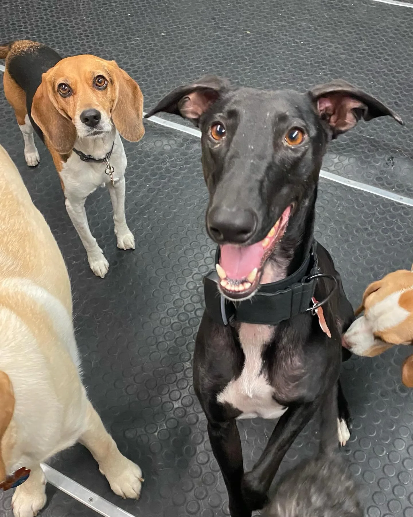 Our little happy place ✨🥰🐾 #happyplace #bestjobever #dogs #puppies #playtime