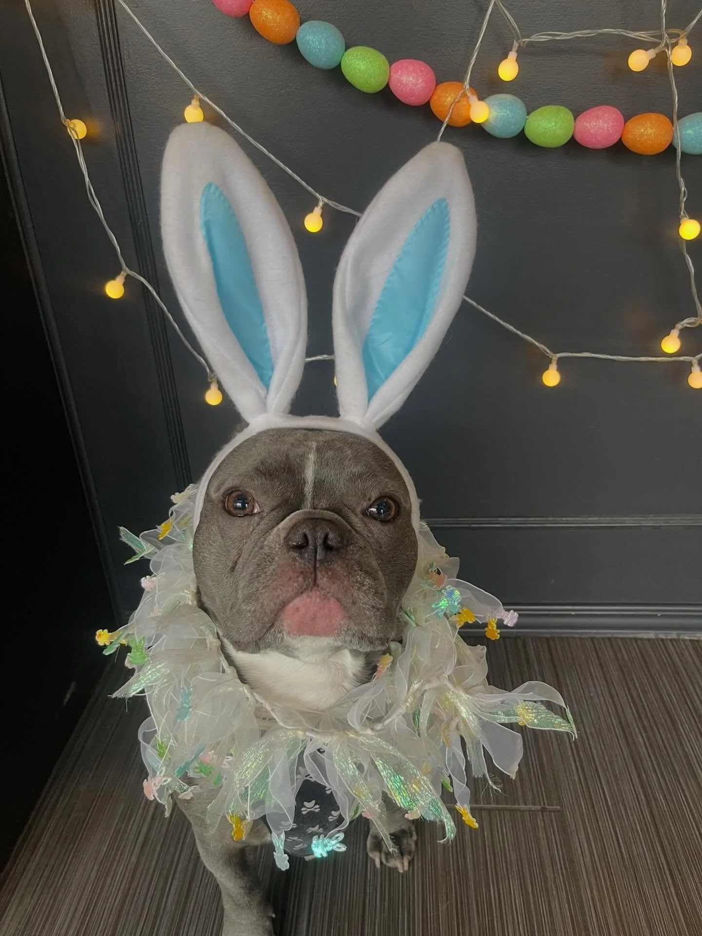 Our cute little bunnies 🐰🐰🐾 
A reminder that we are closed this Friday and next Monday for Easter! #easterbunny #easterbunnies #doggydaycare #dogs #longweekend