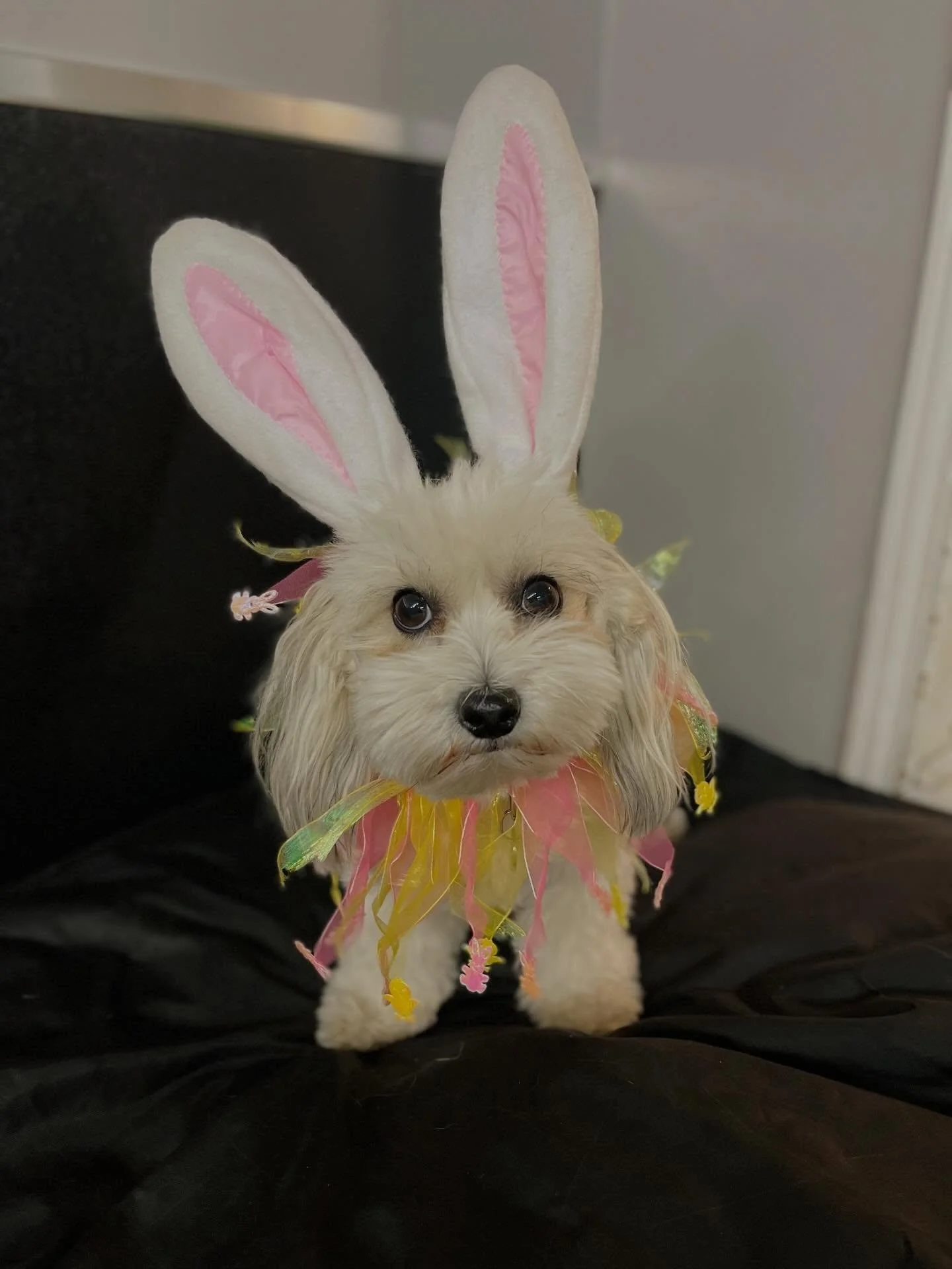 Our cute little bunnies 🐰🐰🐾 
A reminder that we are closed this Friday and next Monday for Easter! #easterbunny #easterbunnies #doggydaycare #dogs #longweekend