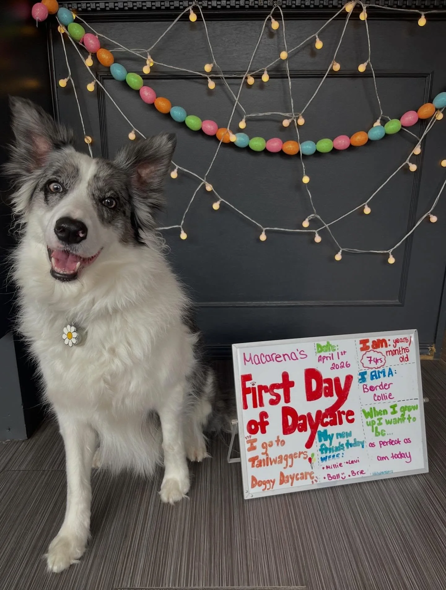 Today was Macarena&rsquo;s First Day of School! ❤️✏️🐾
Welcome to daycare beautiful girl! #firstdayofschool #firstdayofdaycare #doggydaycare #bordercollie #newfriends