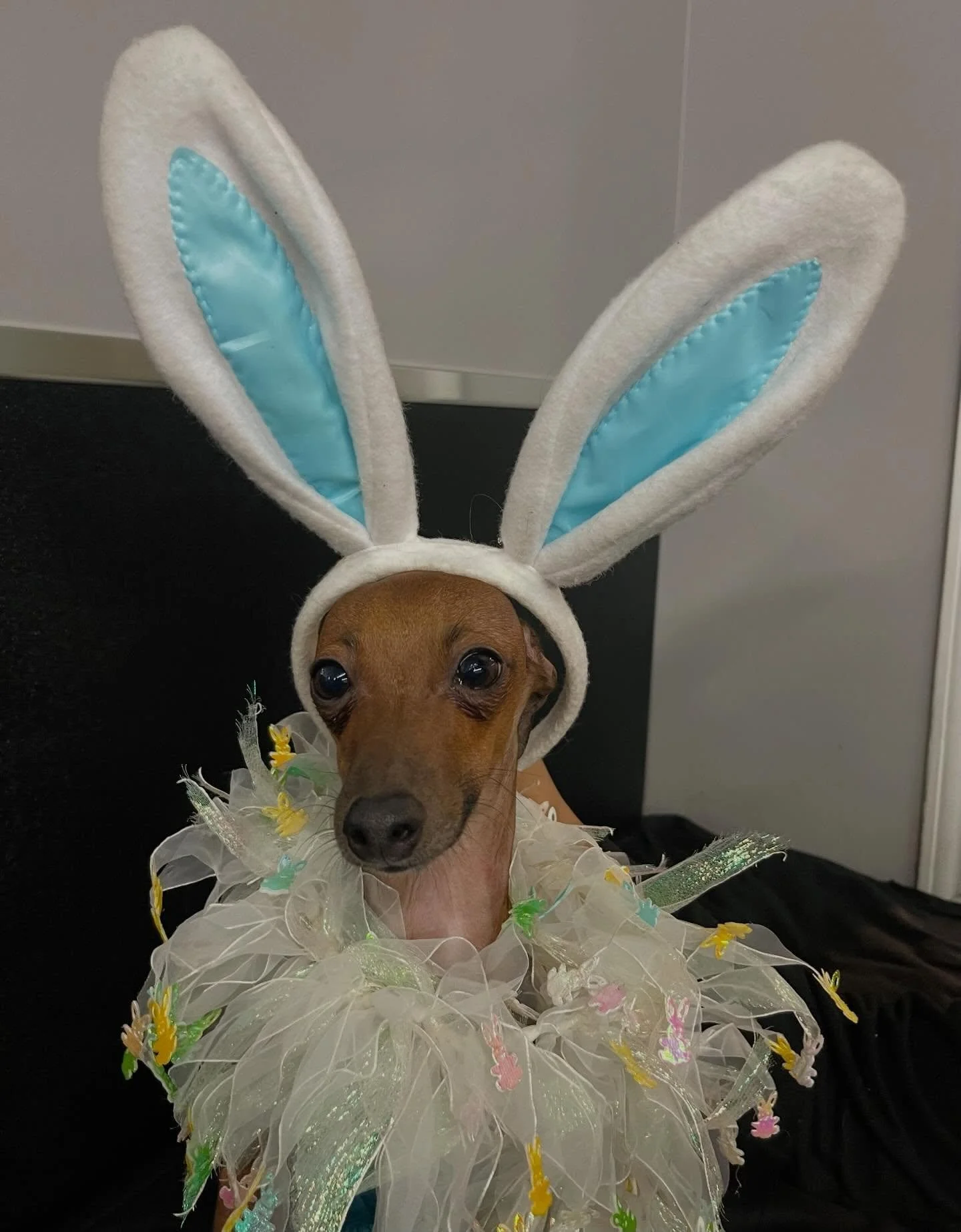 Our cute little bunnies 🐰🐰🐾 
A reminder that we are closed tomorrow and Monday for Easter! #easterbunny #easterbunnies #doggydaycare #dogs #longweekend