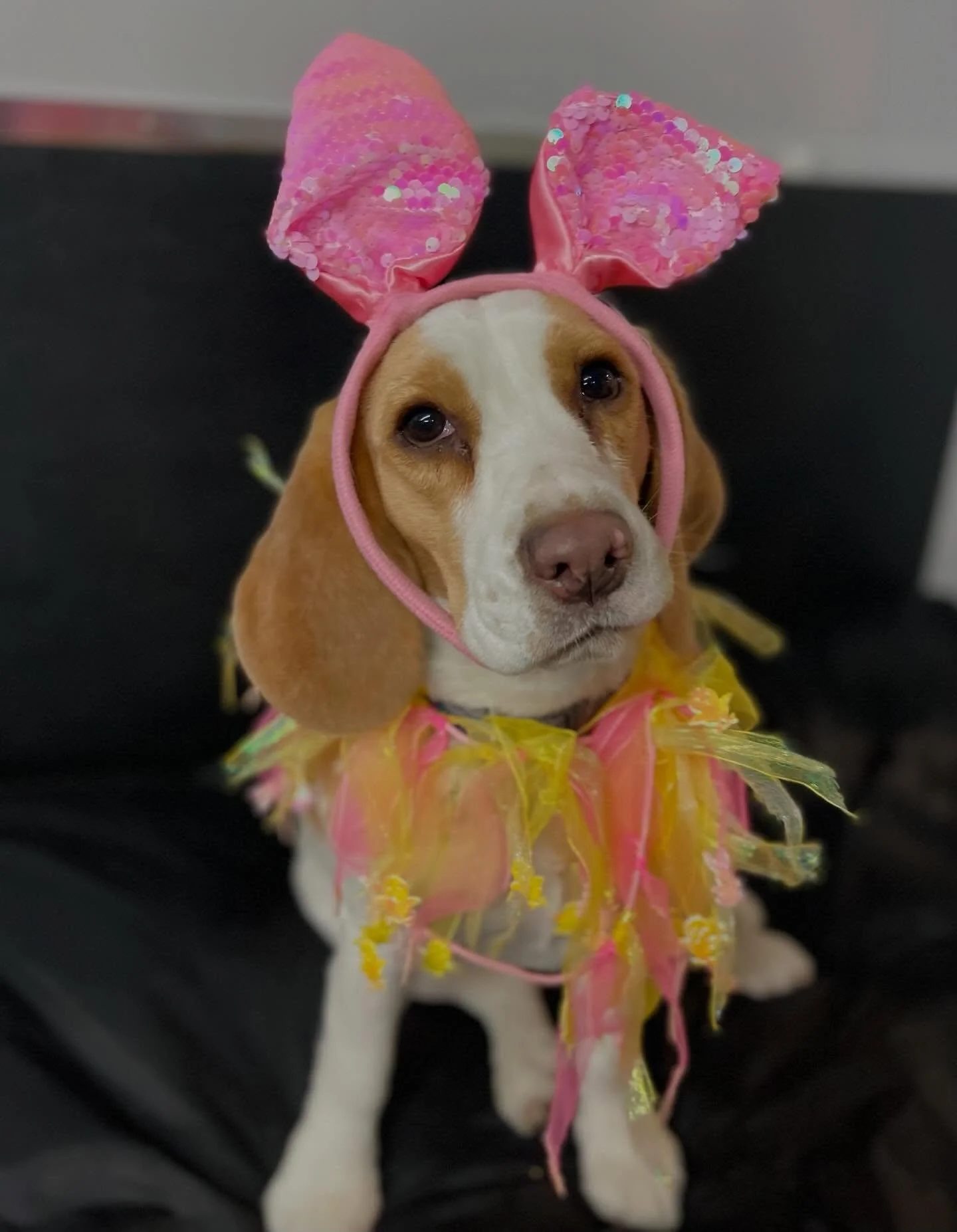 Our cute little bunnies 🐰🐰🐾 
A reminder that we are closed tomorrow and Monday for Easter! #easterbunny #easterbunnies #doggydaycare #dogs #longweekend