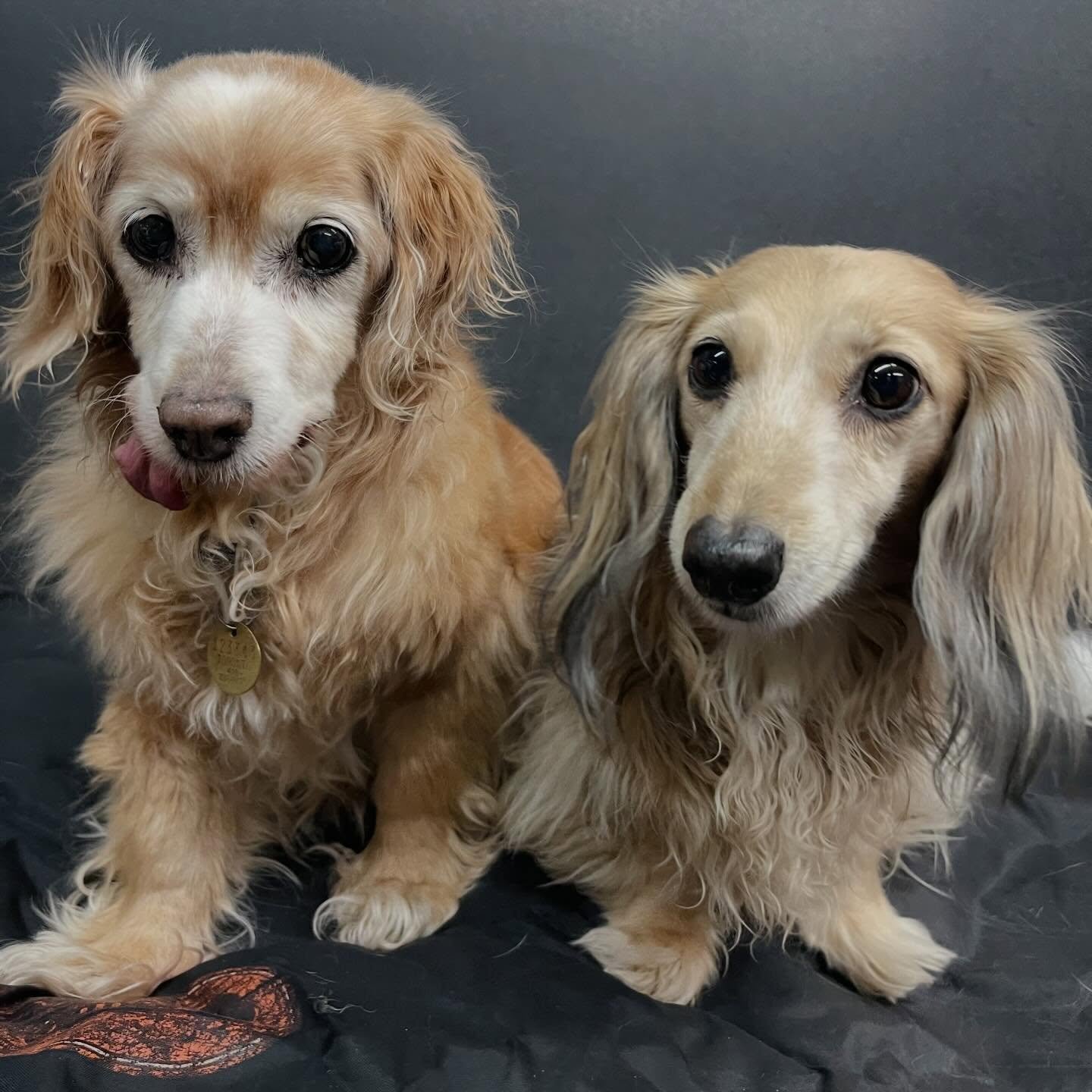 The cutest bunch of pooches 🤩🥰😍🐾 #dogs #puppies #doggydaycare #bestfriends #happyplace